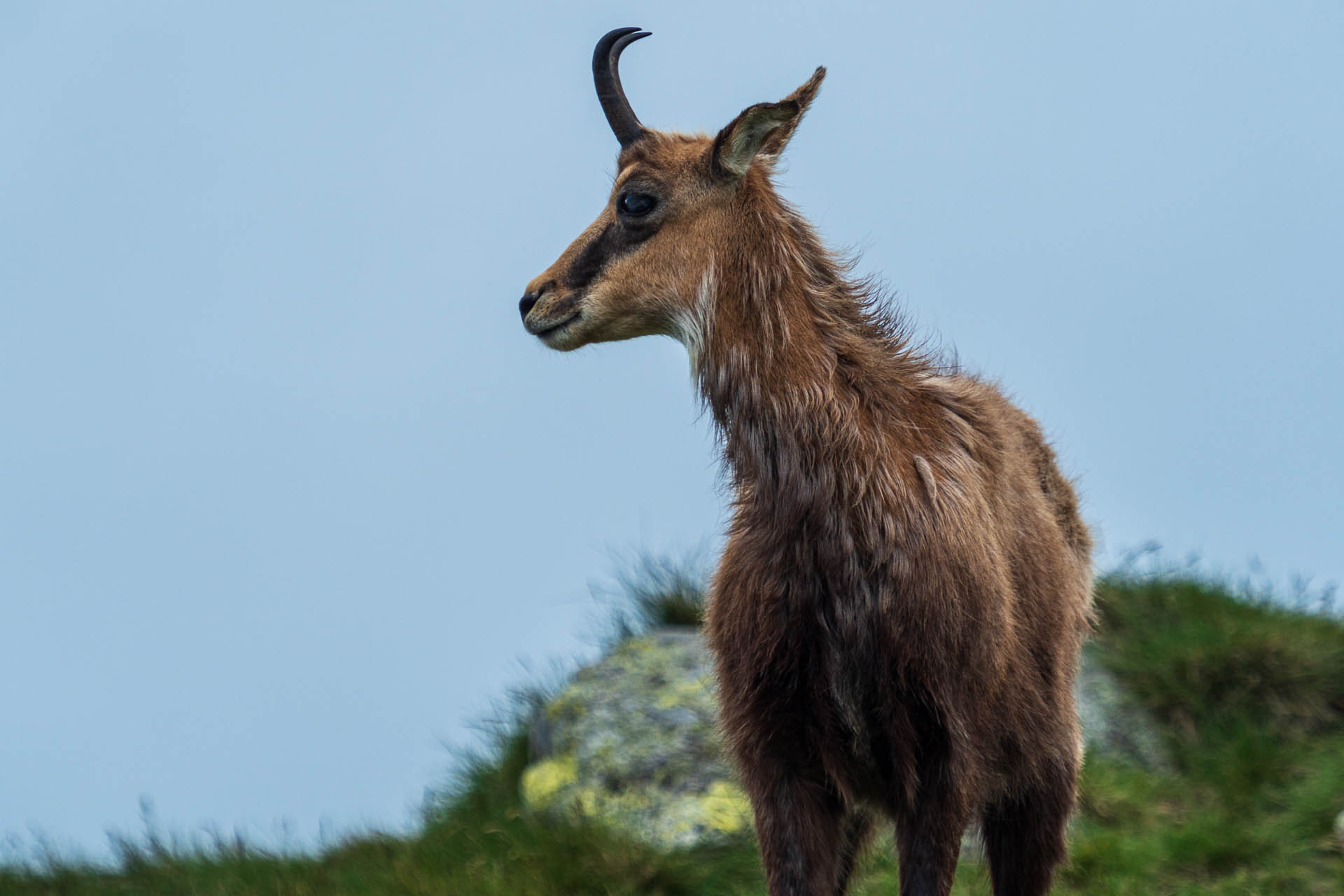 Chabenec z Jasnej pod Chopkom (Nízke Tatry)