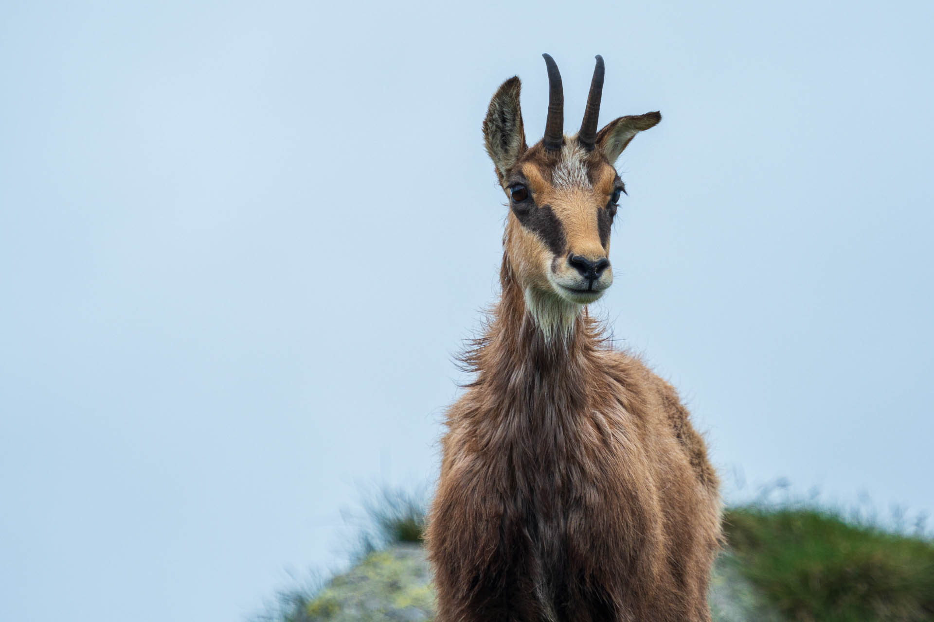 Chabenec z Jasnej pod Chopkom (Nízke Tatry)