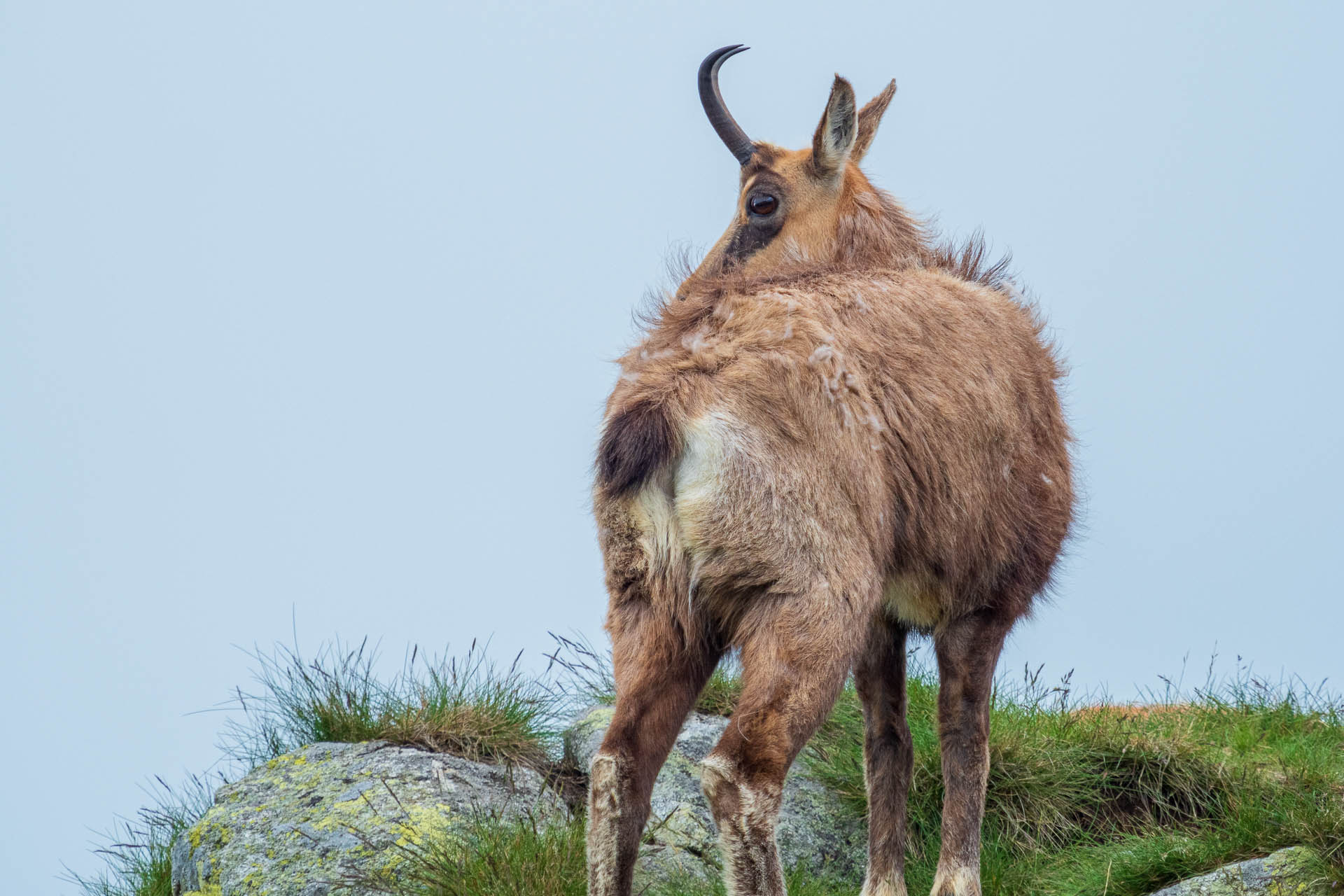 Chabenec z Jasnej pod Chopkom (Nízke Tatry)