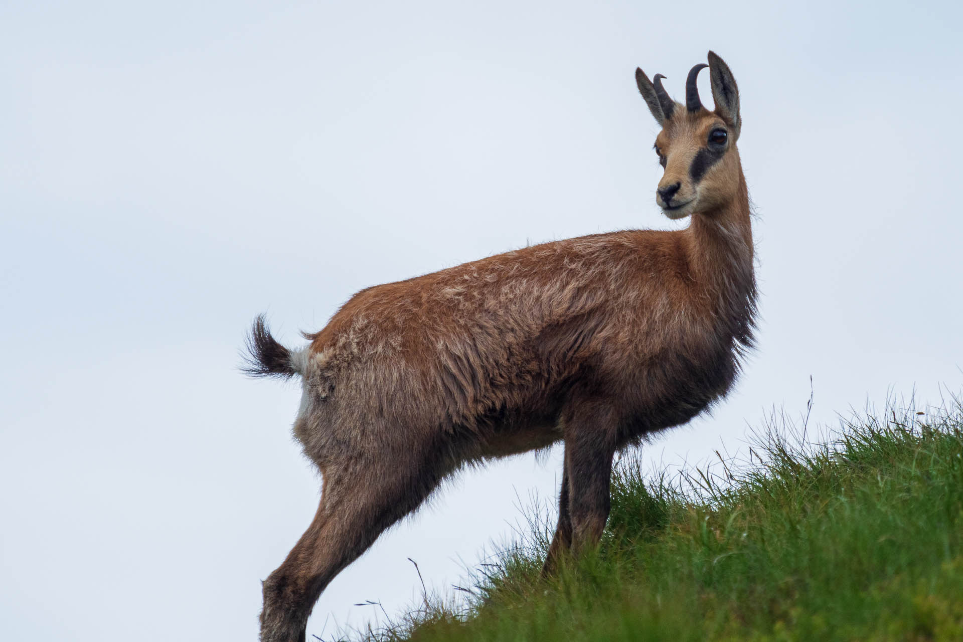 Chabenec z Jasnej pod Chopkom (Nízke Tatry)