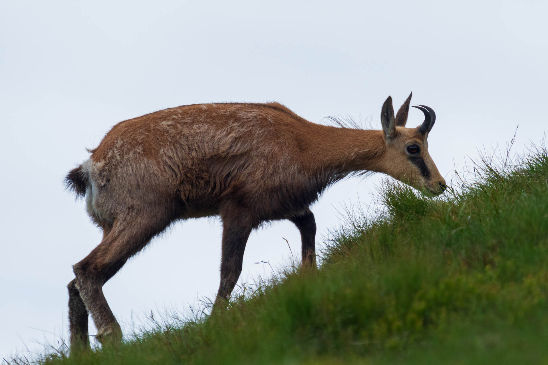 Chabenec z Jasnej pod Chopkom (Nízke Tatry)