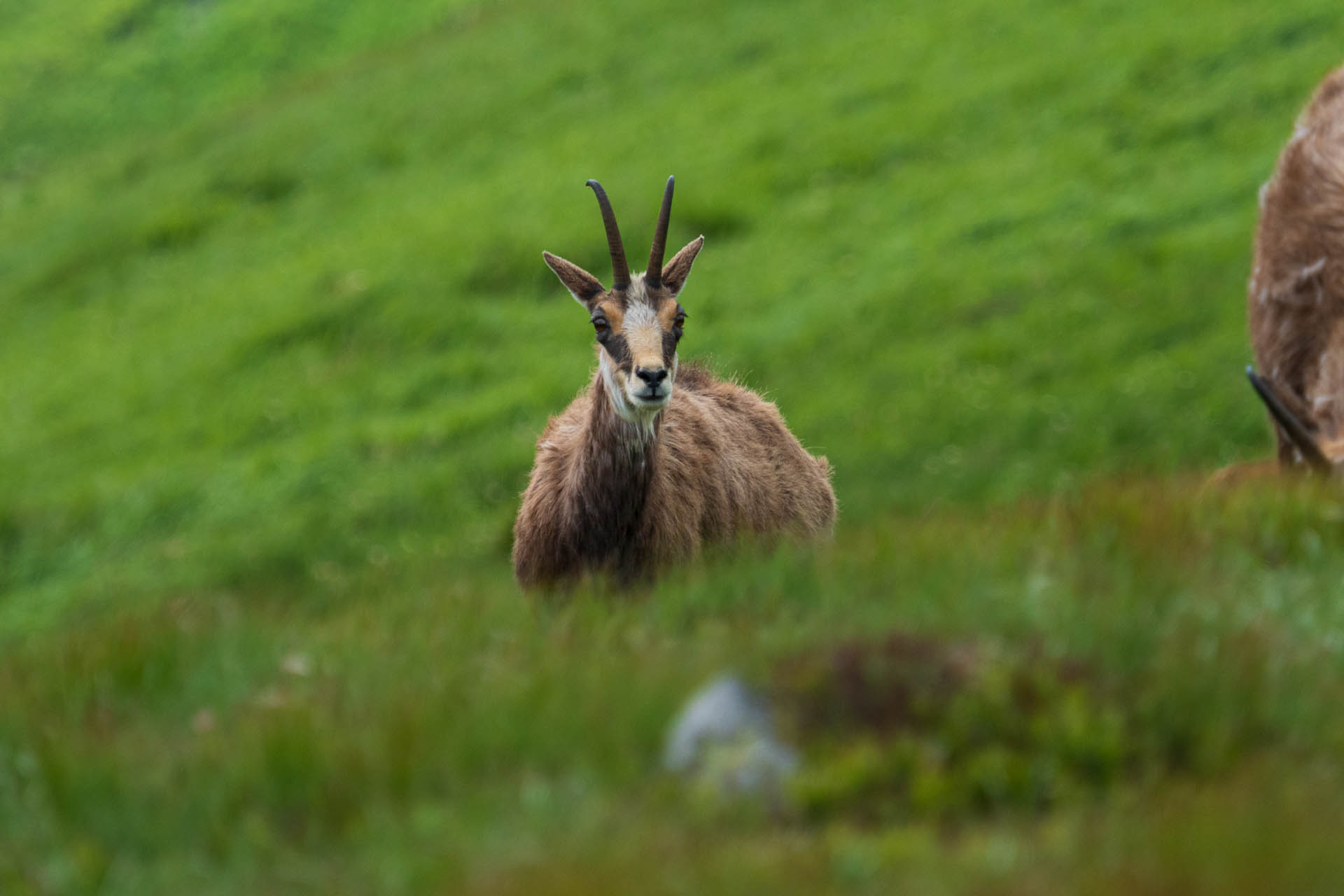 Chabenec z Jasnej pod Chopkom (Nízke Tatry)