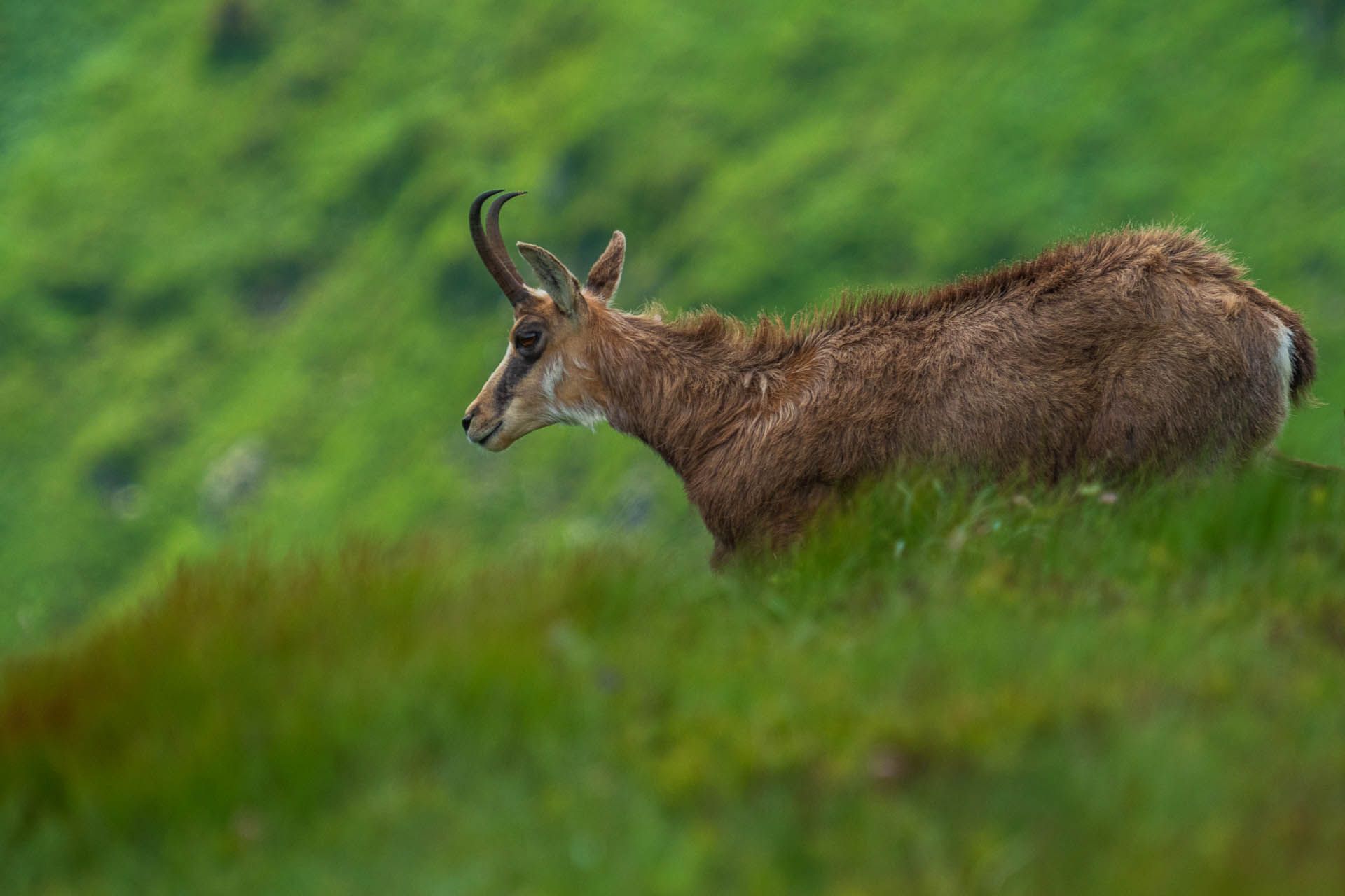 Chabenec z Jasnej pod Chopkom (Nízke Tatry)