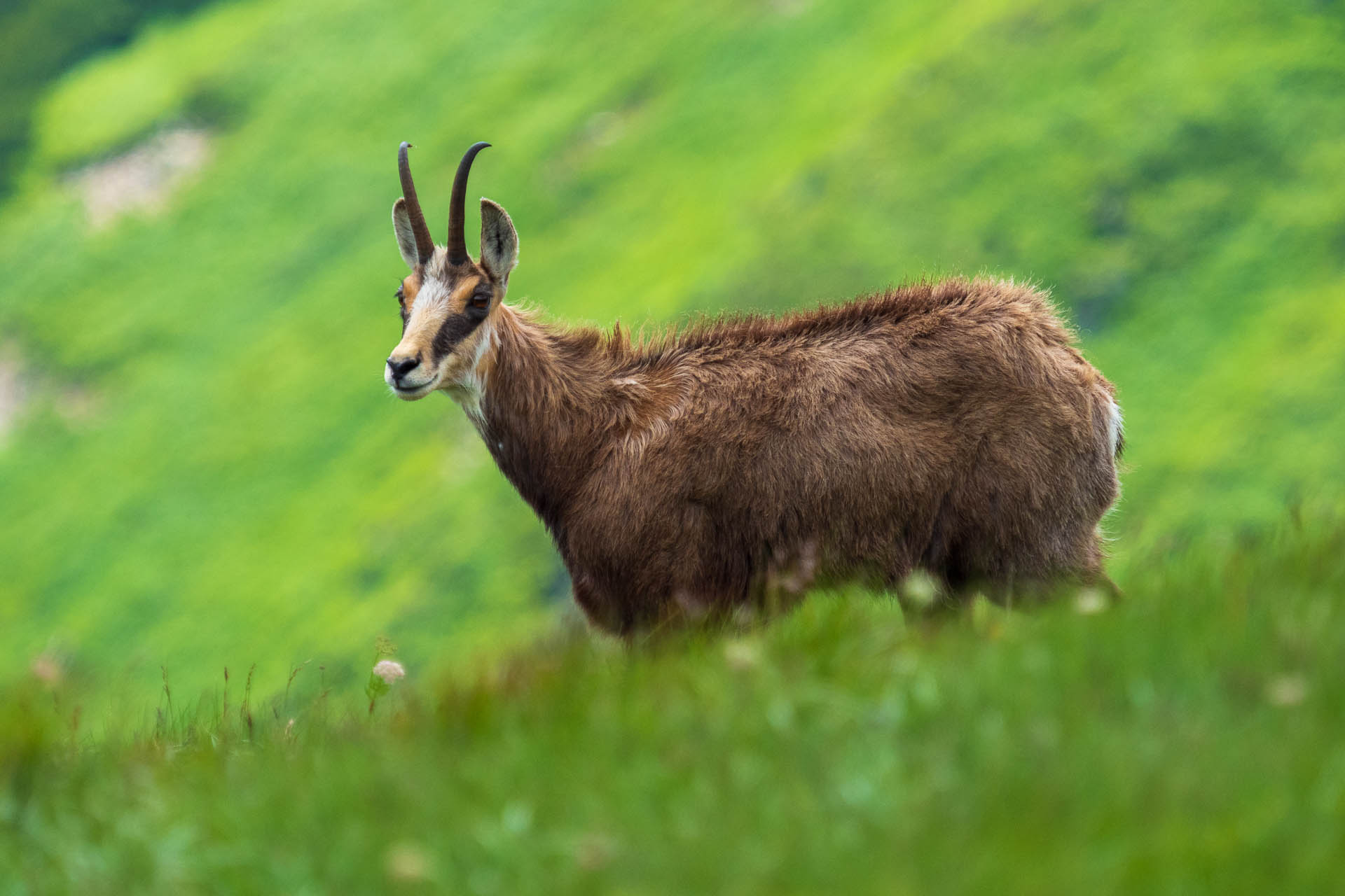 Chabenec z Jasnej pod Chopkom (Nízke Tatry)