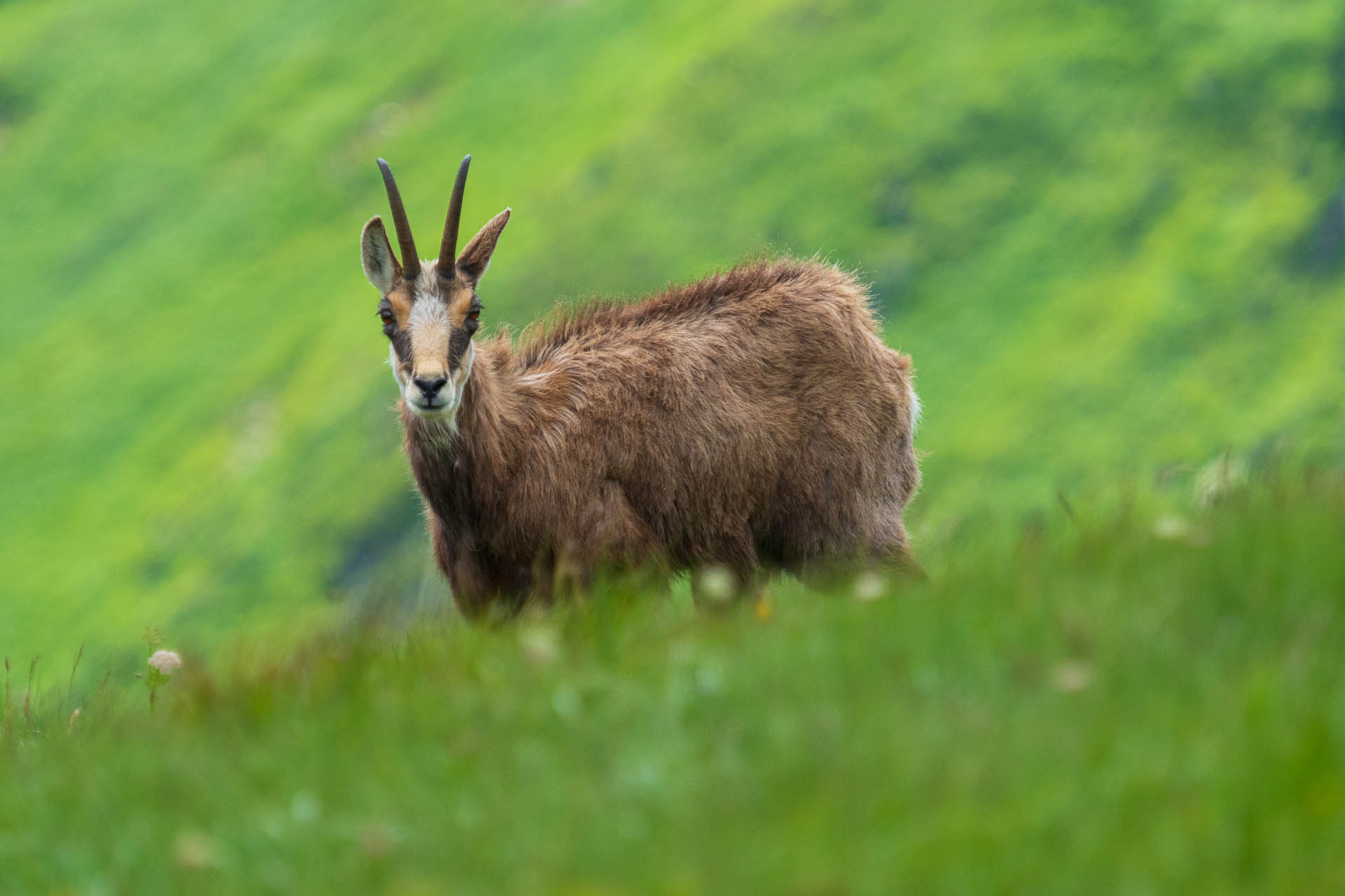 Chabenec z Jasnej pod Chopkom (Nízke Tatry)