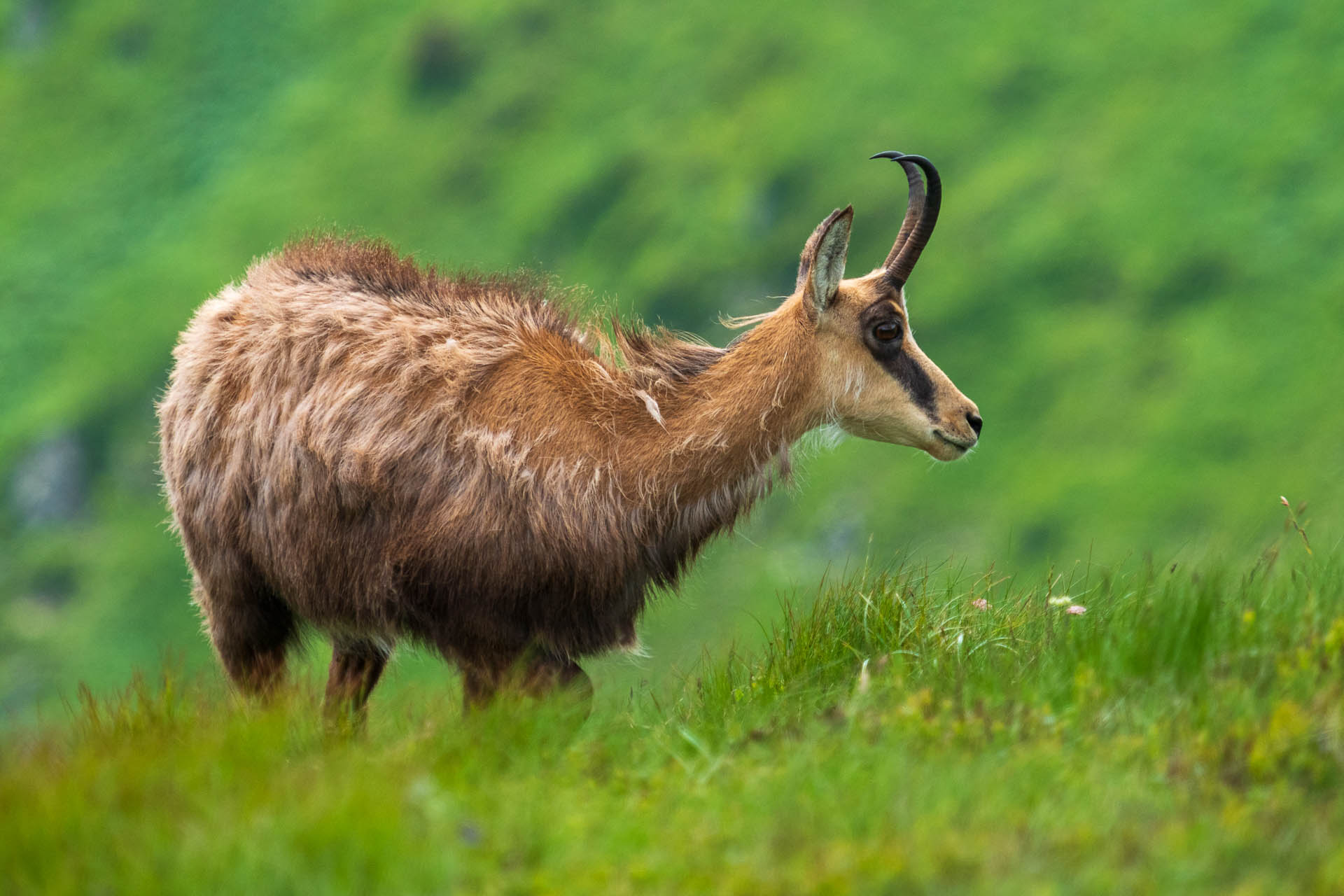 Chabenec z Jasnej pod Chopkom (Nízke Tatry)