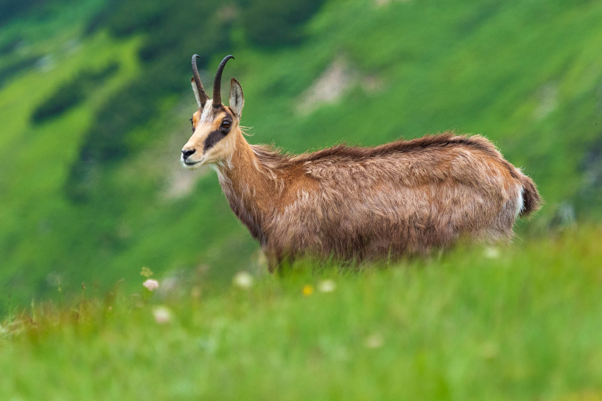 Chabenec z Jasnej pod Chopkom (Nízke Tatry)