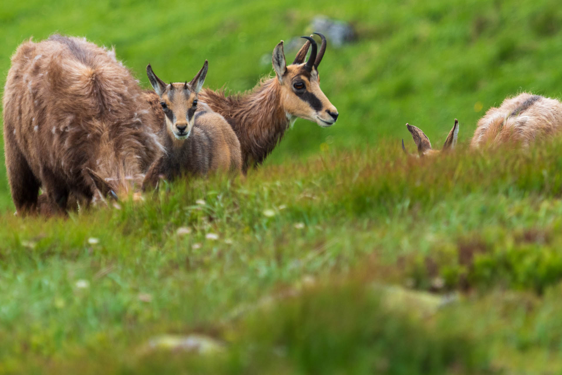 Chabenec z Jasnej pod Chopkom (Nízke Tatry)