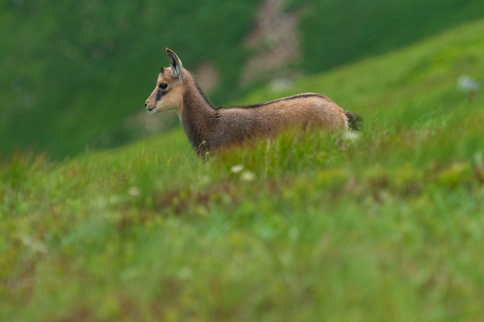 Chabenec z Jasnej pod Chopkom (Nízke Tatry)