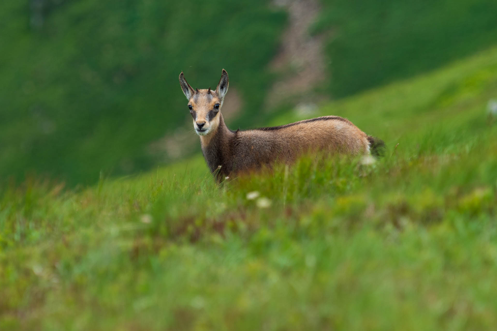 Chabenec z Jasnej pod Chopkom (Nízke Tatry)