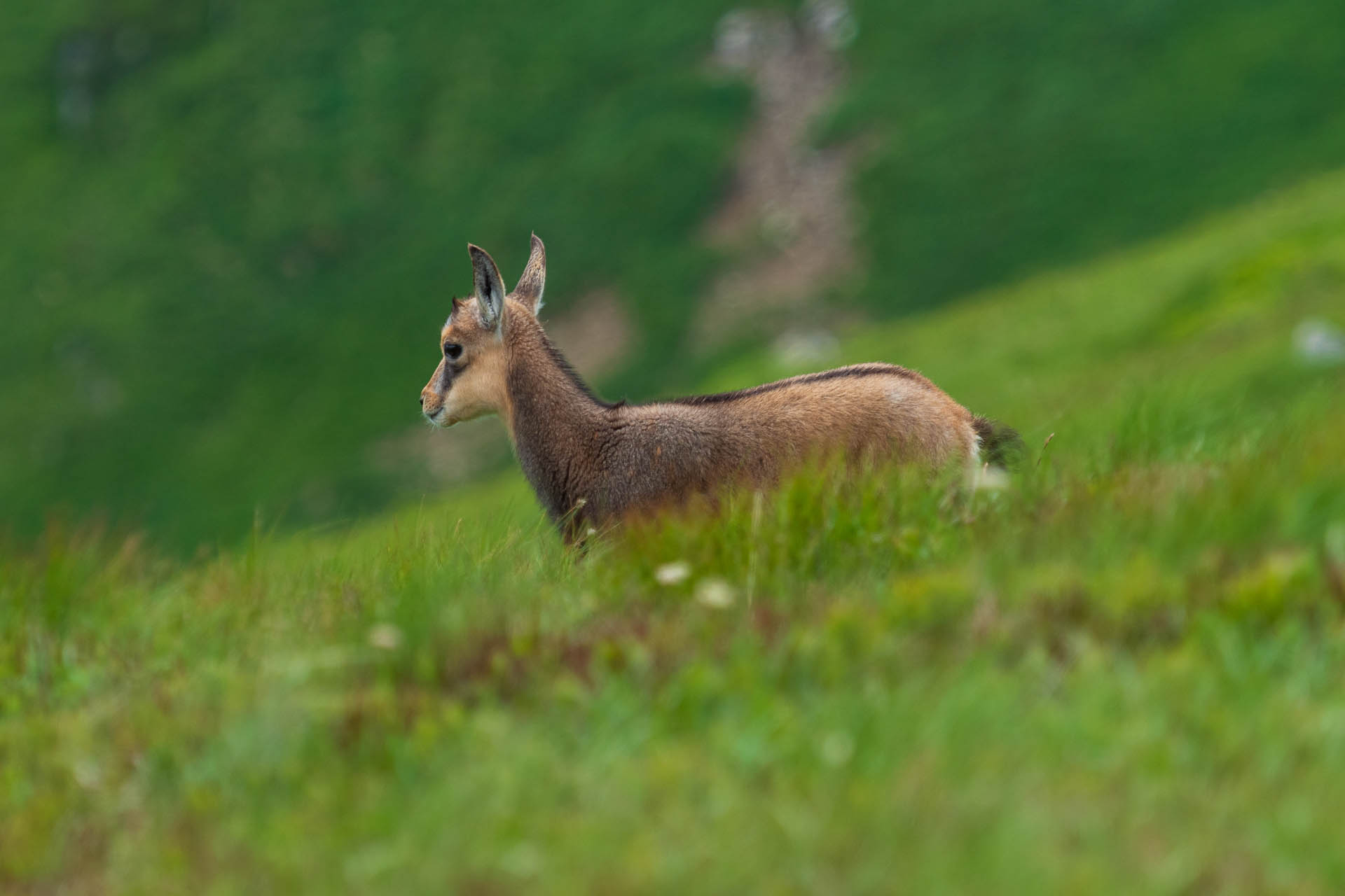 Chabenec z Jasnej pod Chopkom (Nízke Tatry)