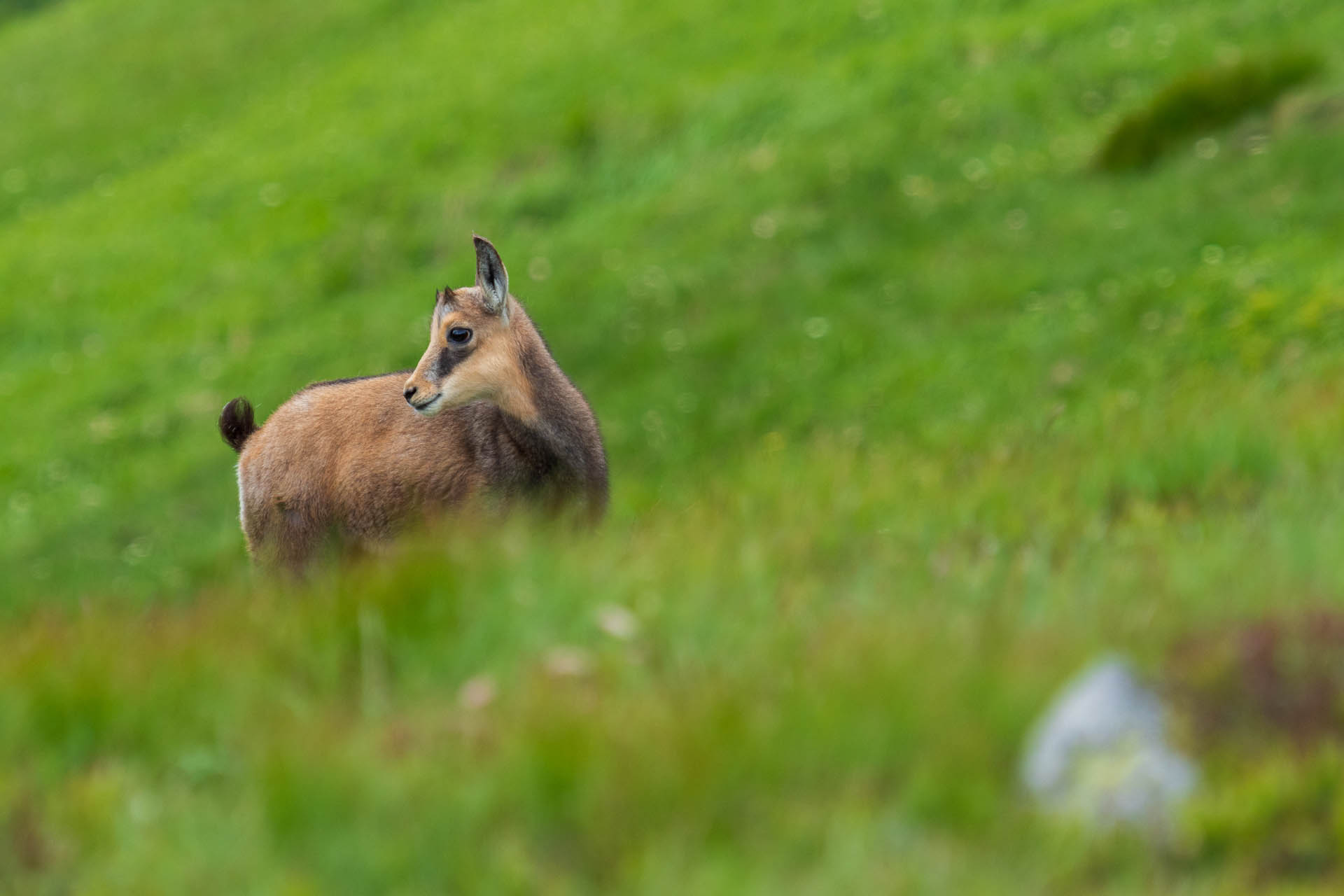 Chabenec z Jasnej pod Chopkom (Nízke Tatry)