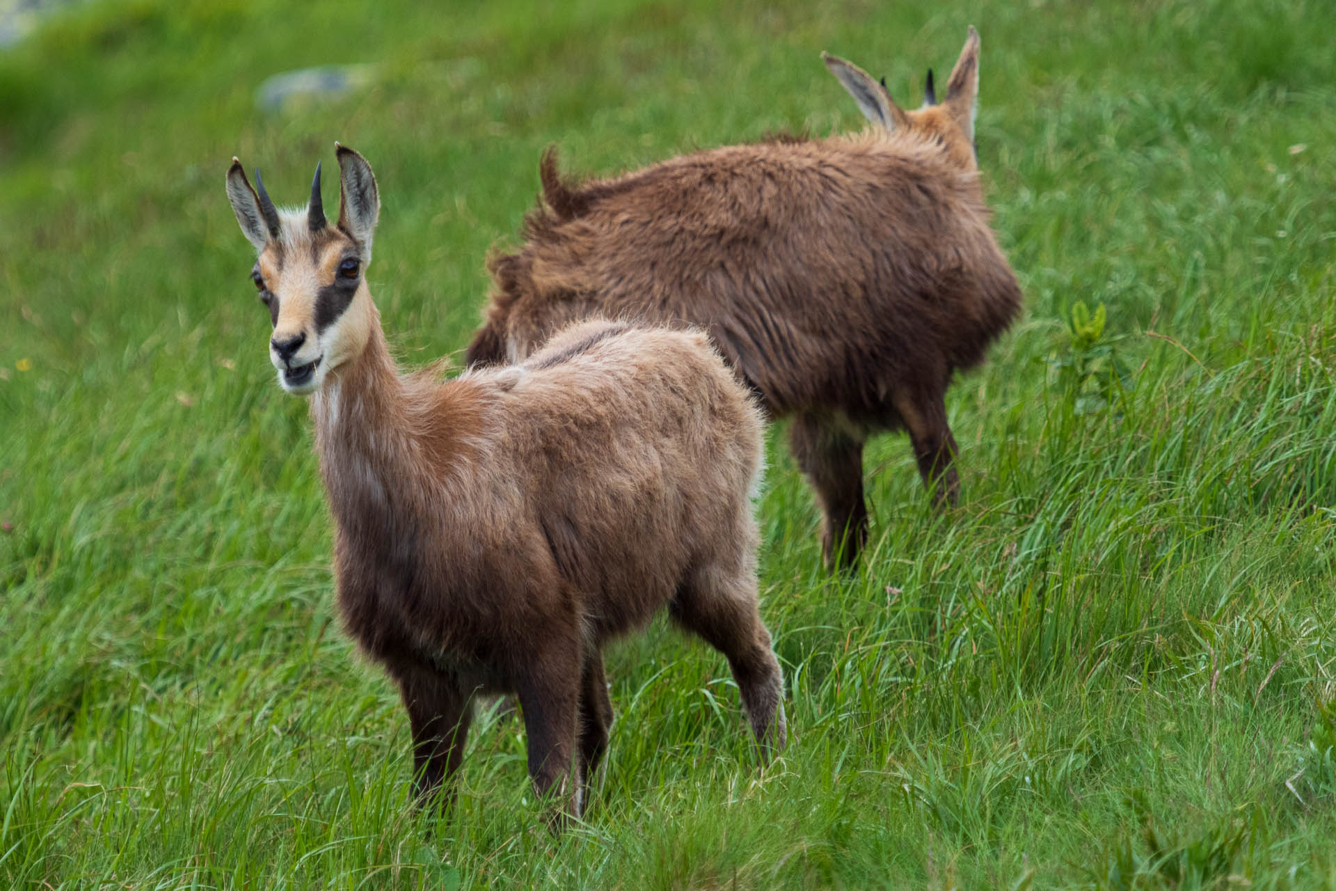 Chabenec z Jasnej pod Chopkom (Nízke Tatry)