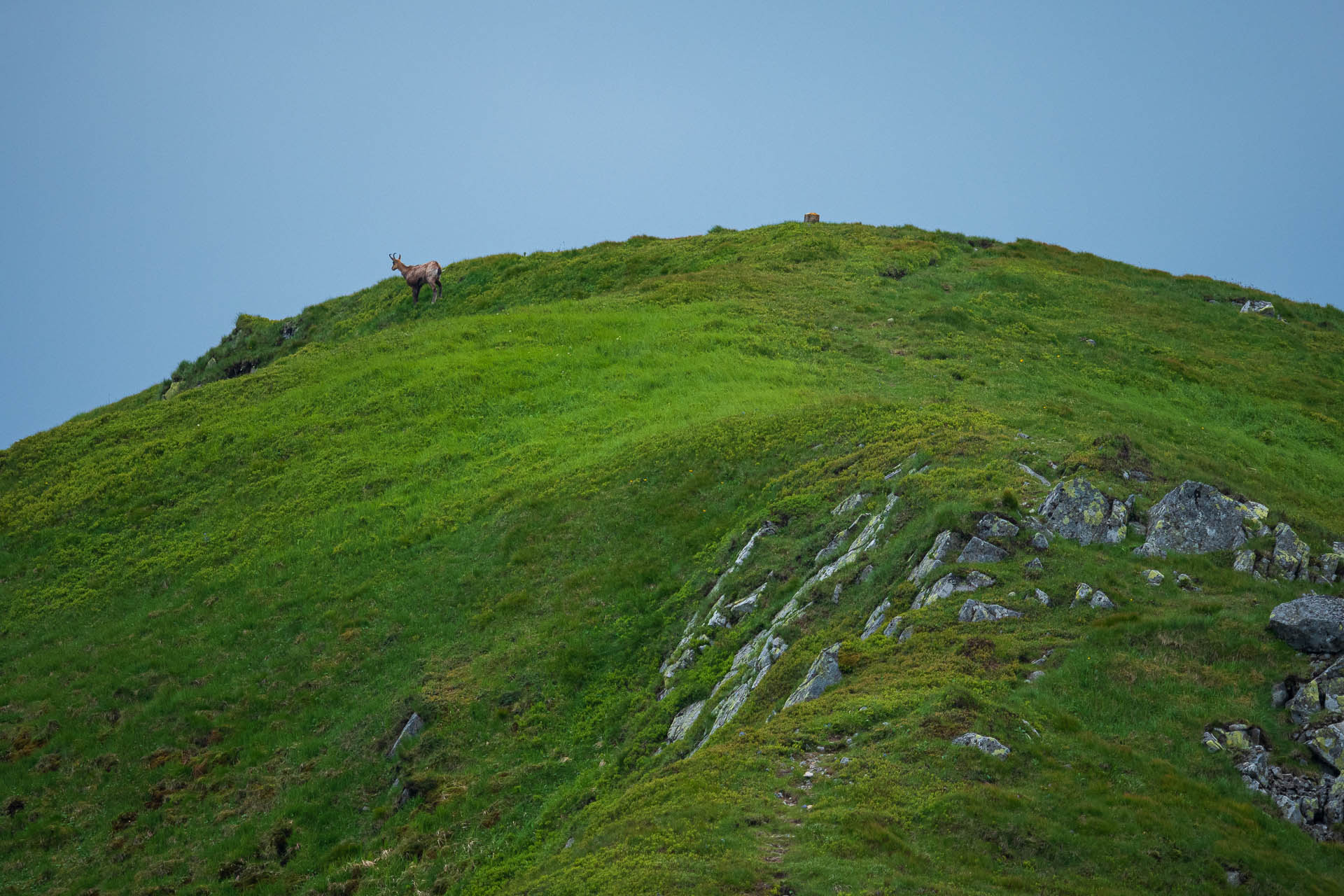 Chabenec z Jasnej pod Chopkom (Nízke Tatry)