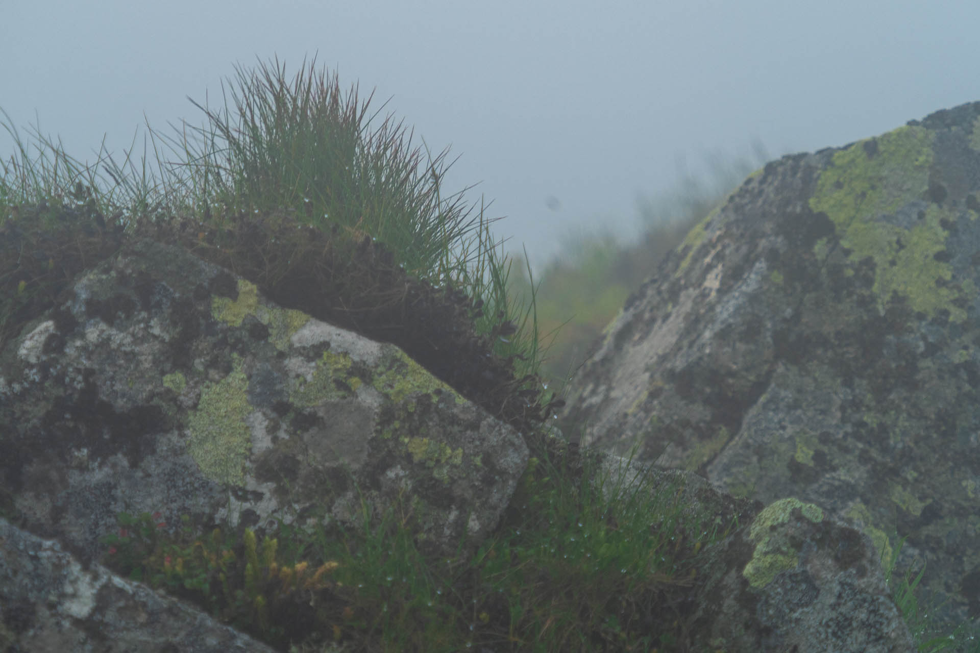 Chabenec z Jasnej pod Chopkom (Nízke Tatry)