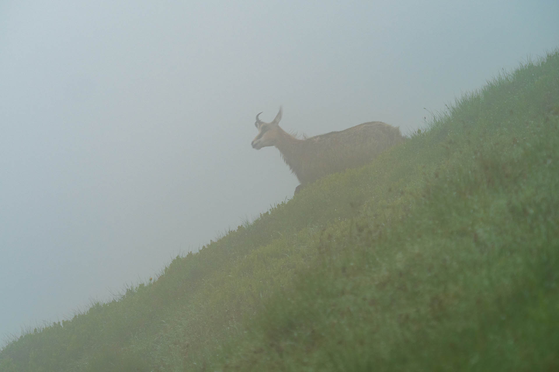 Chabenec z Jasnej pod Chopkom (Nízke Tatry)