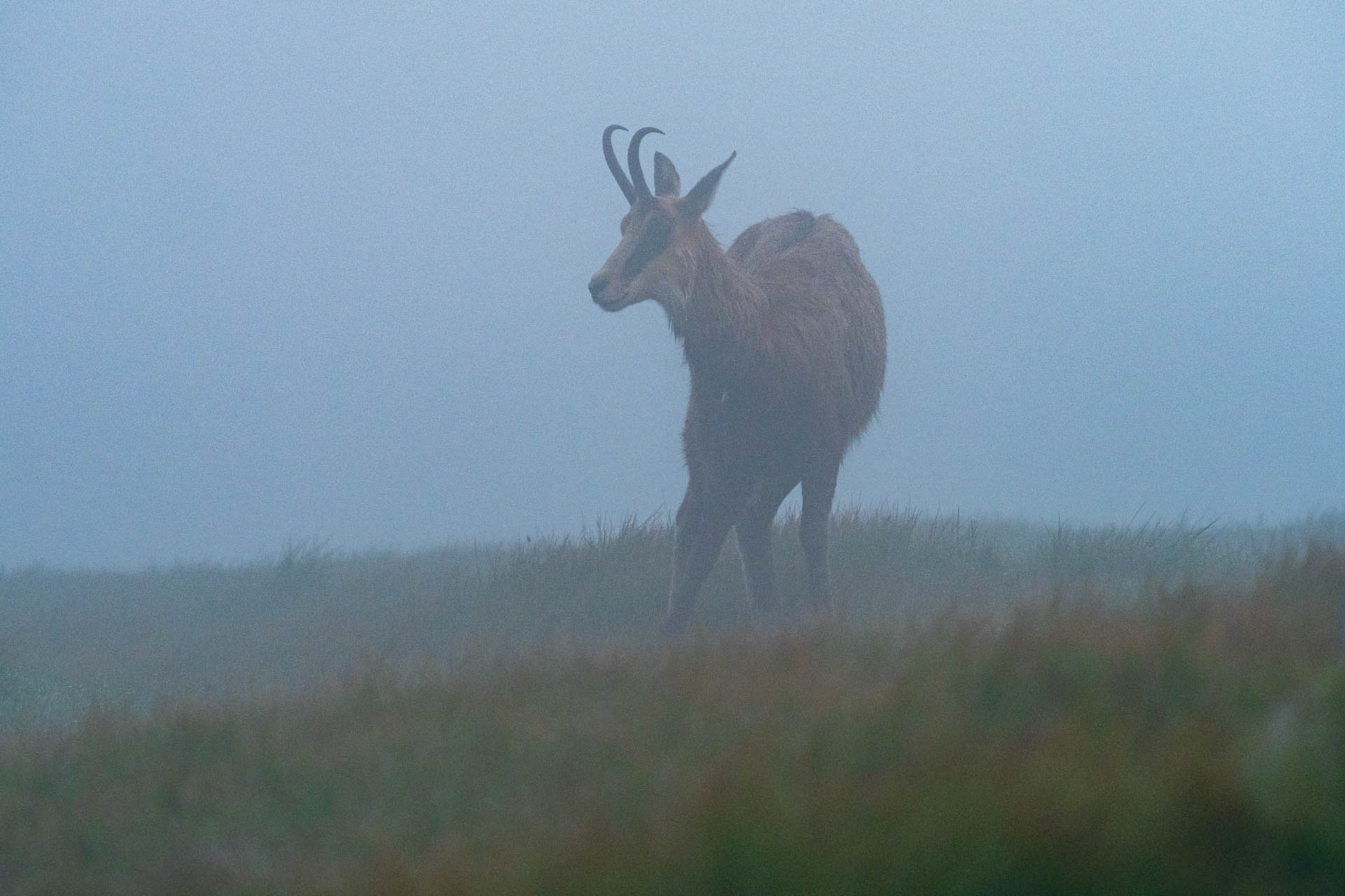 Chabenec z Jasnej pod Chopkom (Nízke Tatry)