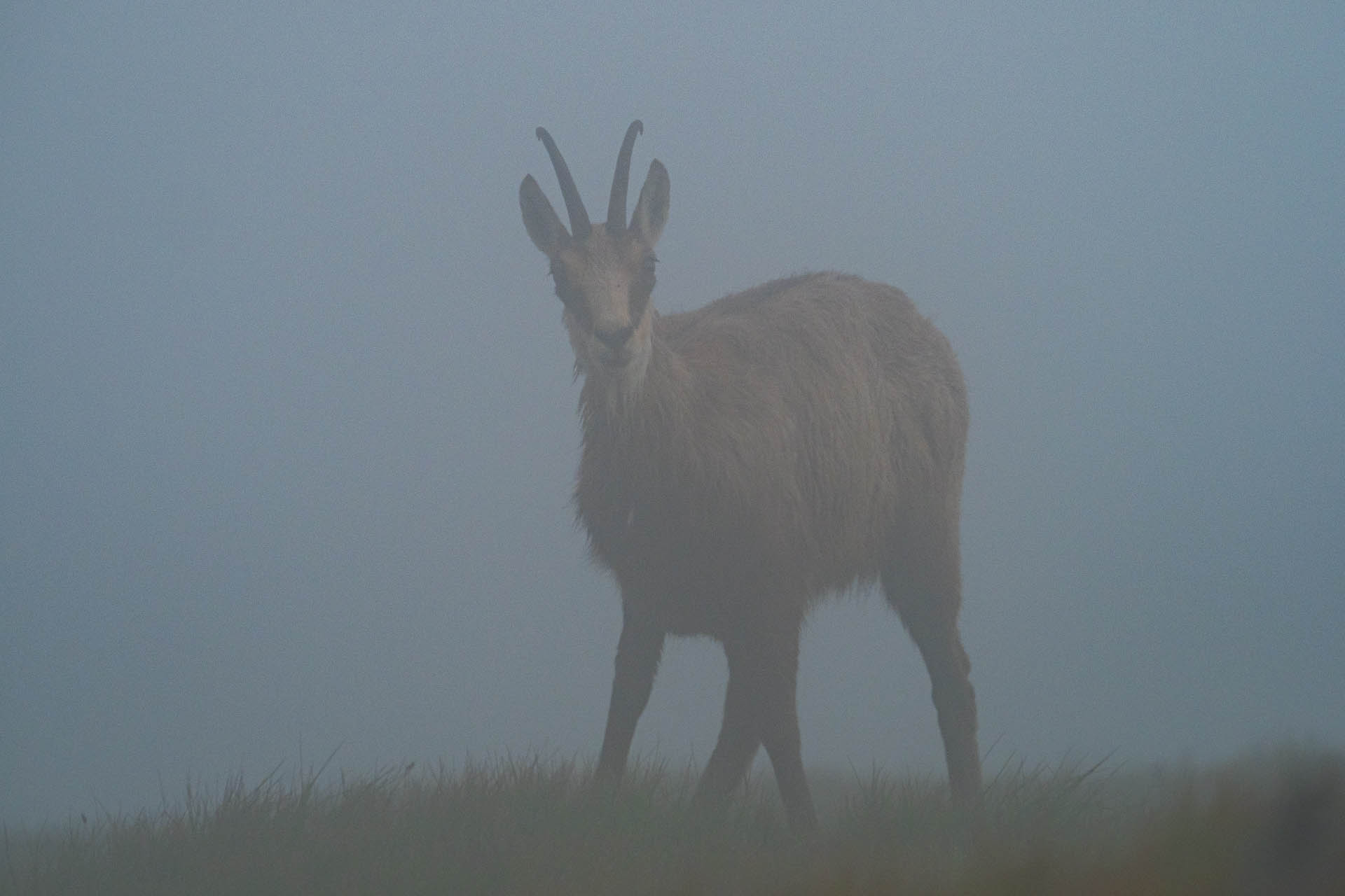 Chabenec z Jasnej pod Chopkom (Nízke Tatry)