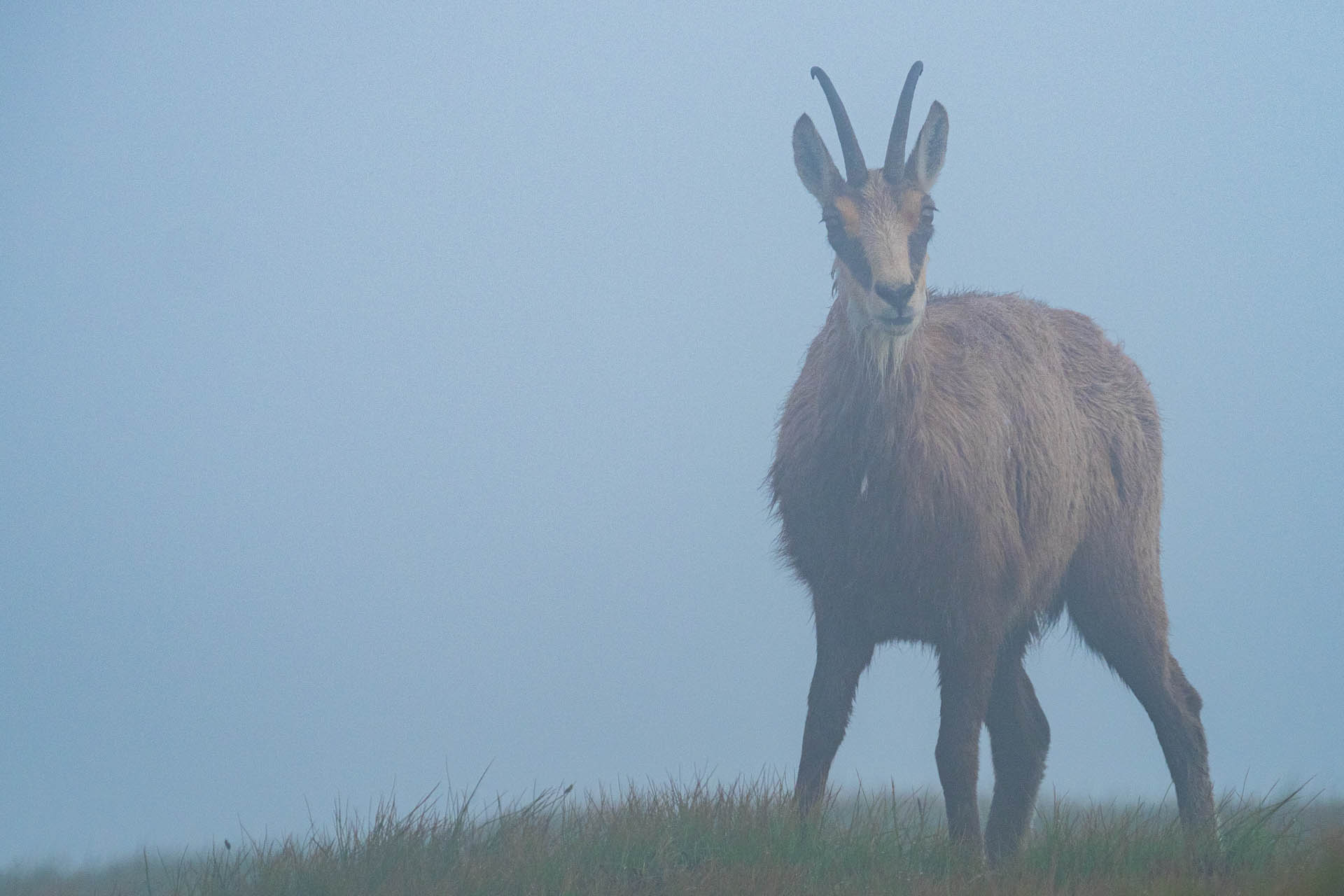 Chabenec z Jasnej pod Chopkom (Nízke Tatry)