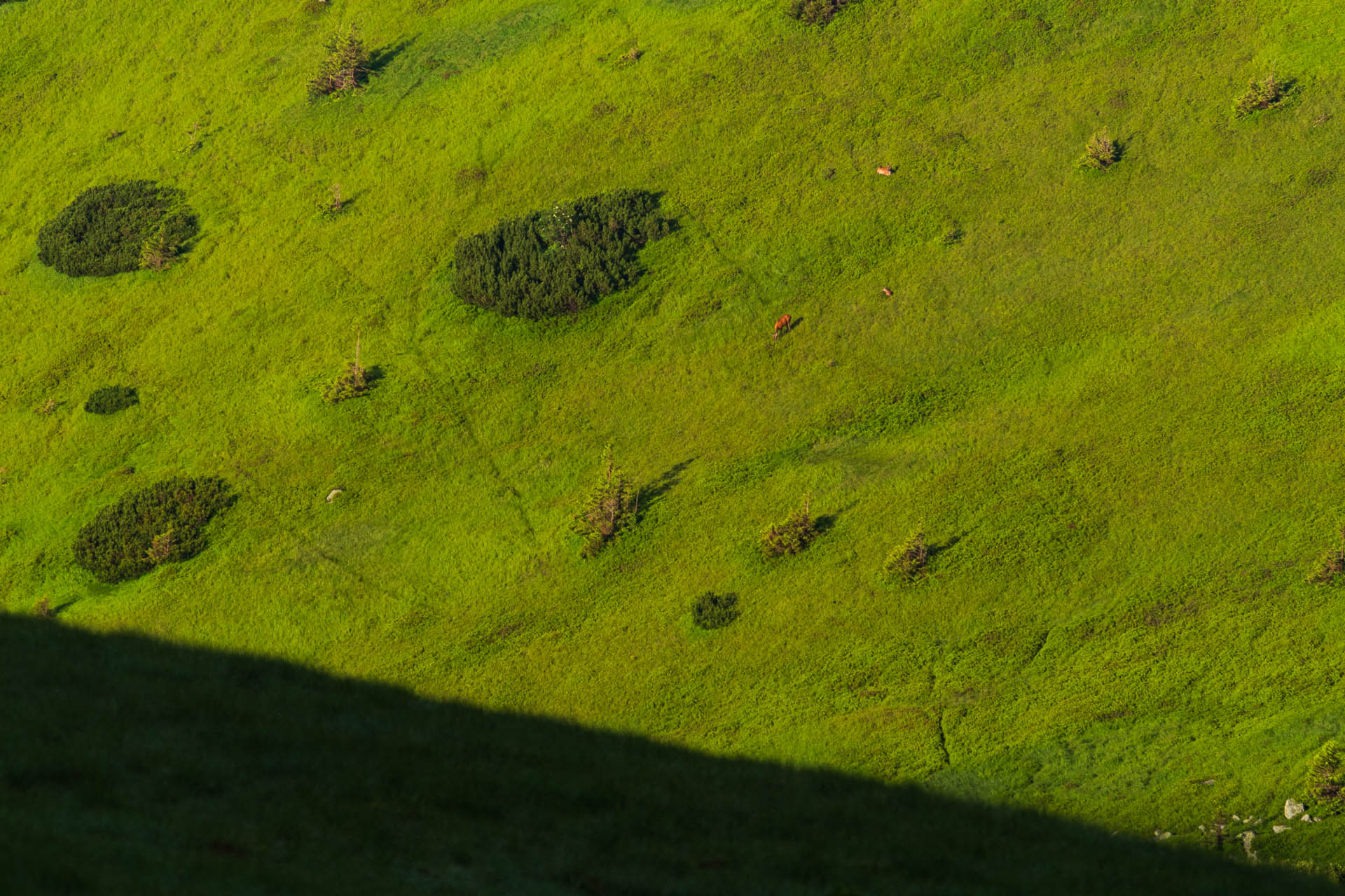 Chabenec z Jasnej pod Chopkom (Nízke Tatry)