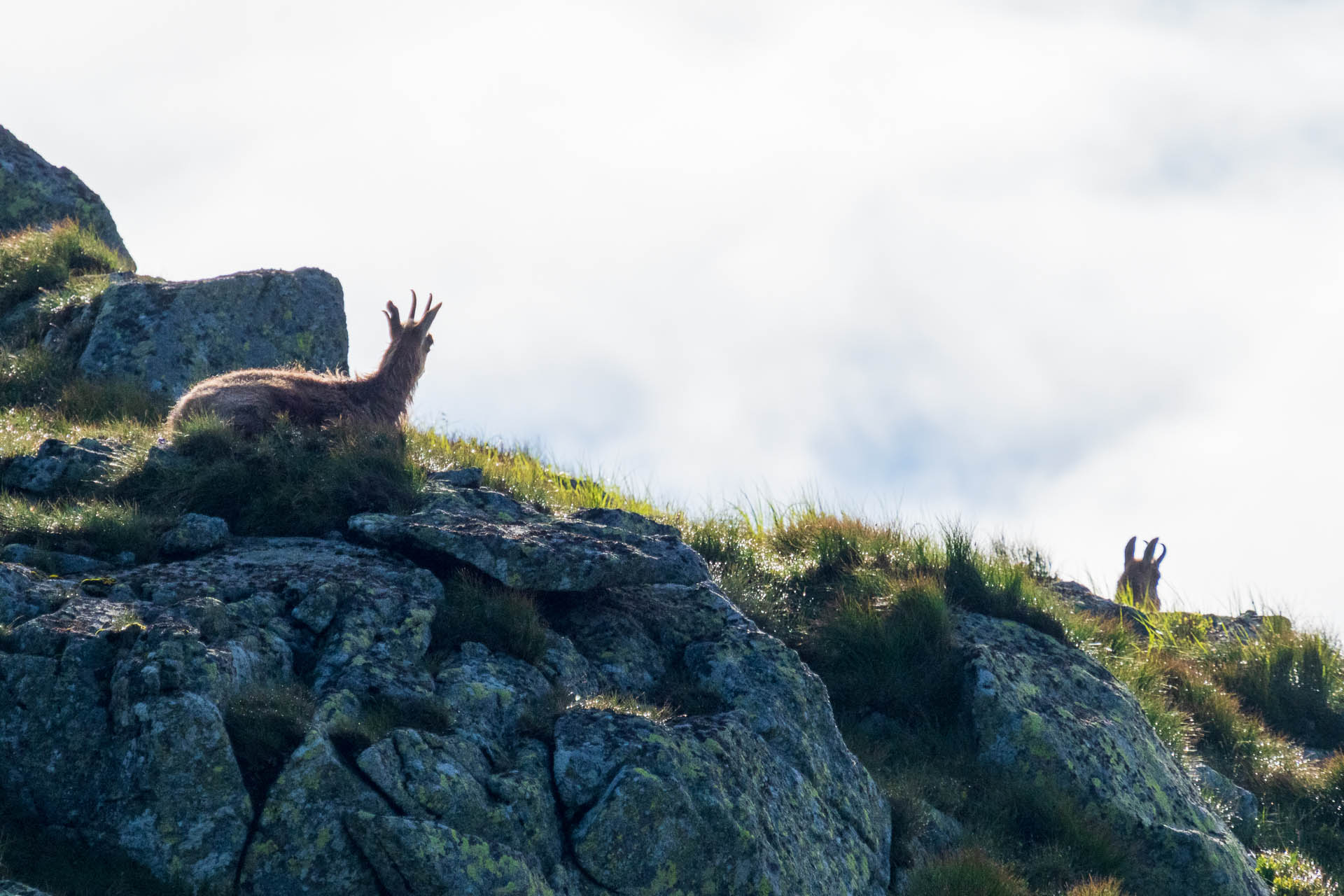 Chabenec z Jasnej pod Chopkom (Nízke Tatry)