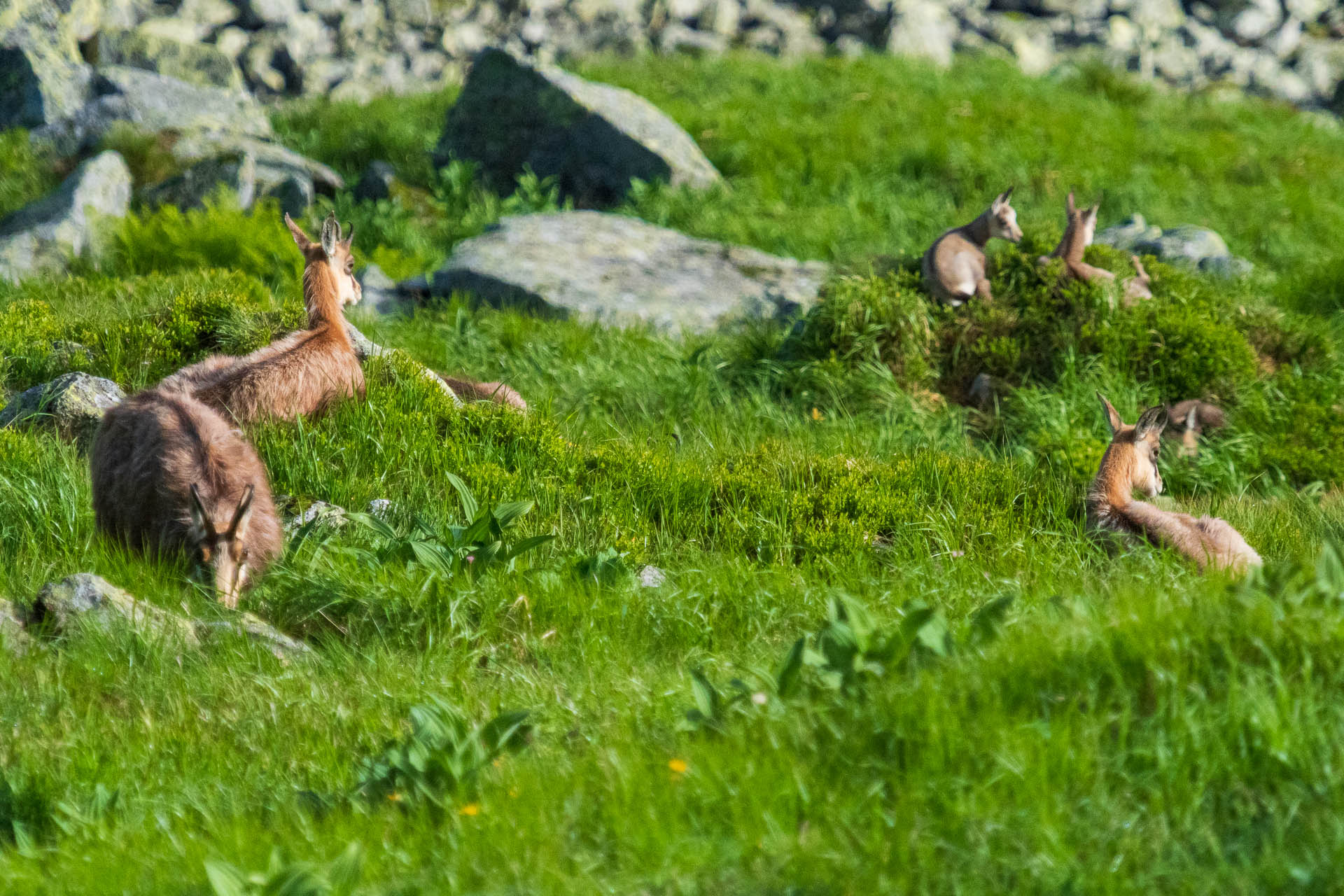 Chabenec z Jasnej pod Chopkom (Nízke Tatry)