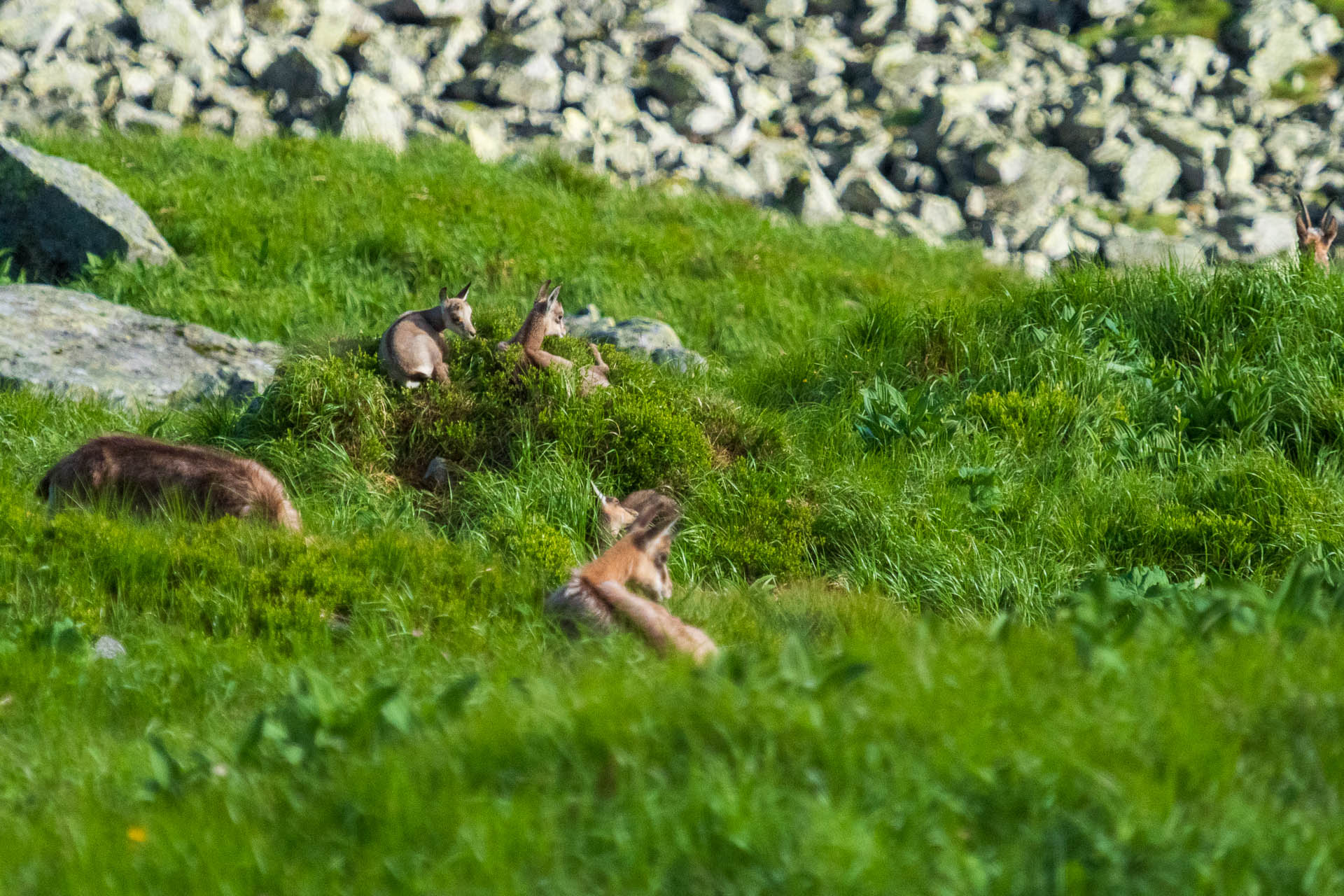 Chabenec z Jasnej pod Chopkom (Nízke Tatry)