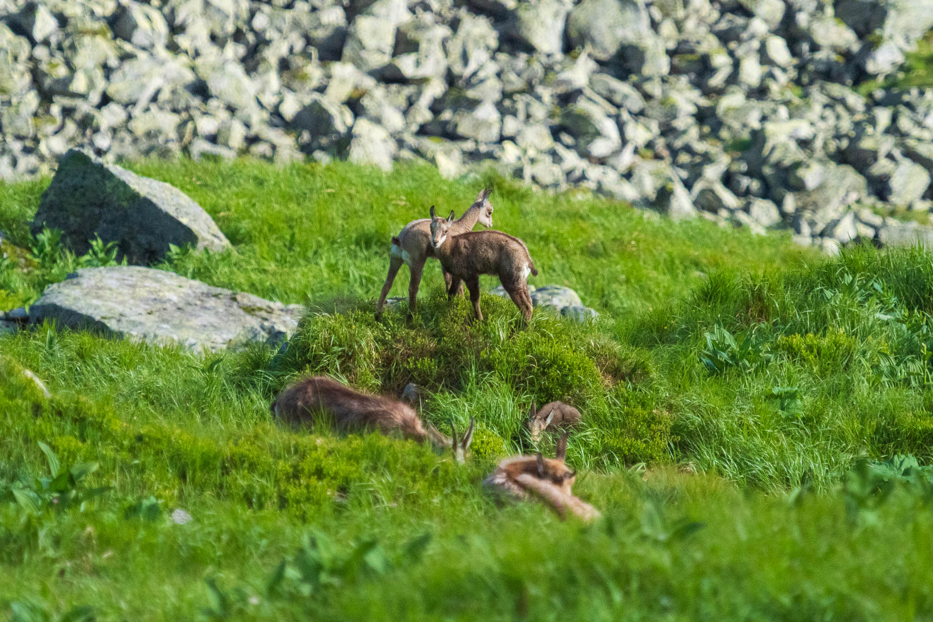 Chabenec z Jasnej pod Chopkom (Nízke Tatry)