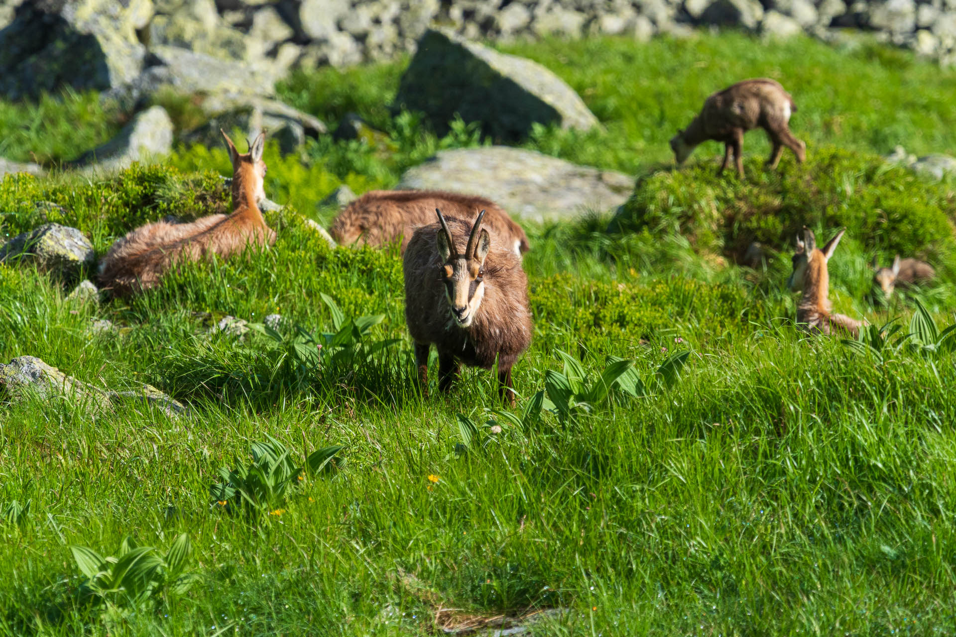 Chabenec z Jasnej pod Chopkom (Nízke Tatry)