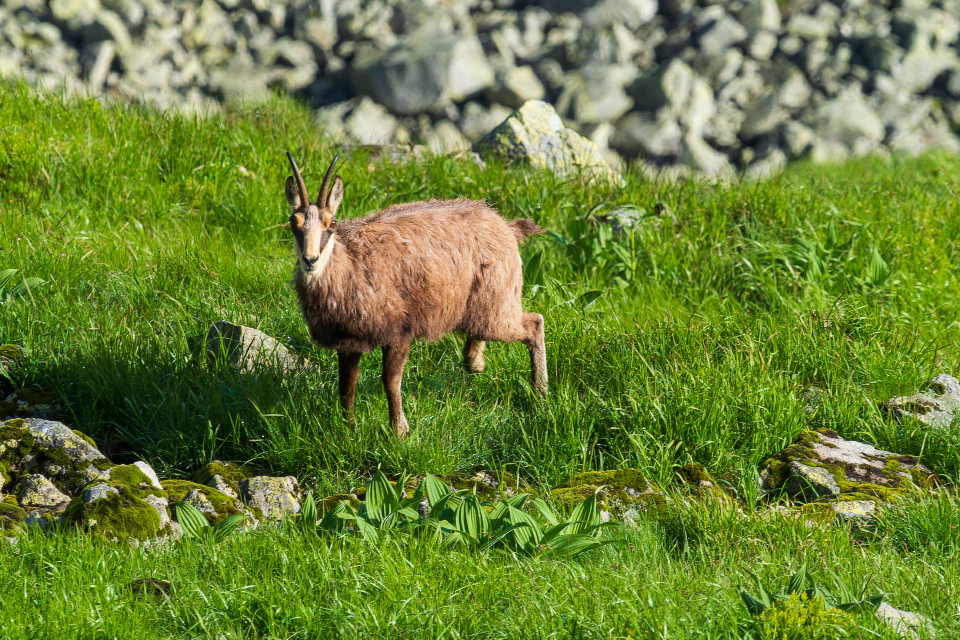 Chabenec z Jasnej pod Chopkom (Nízke Tatry)