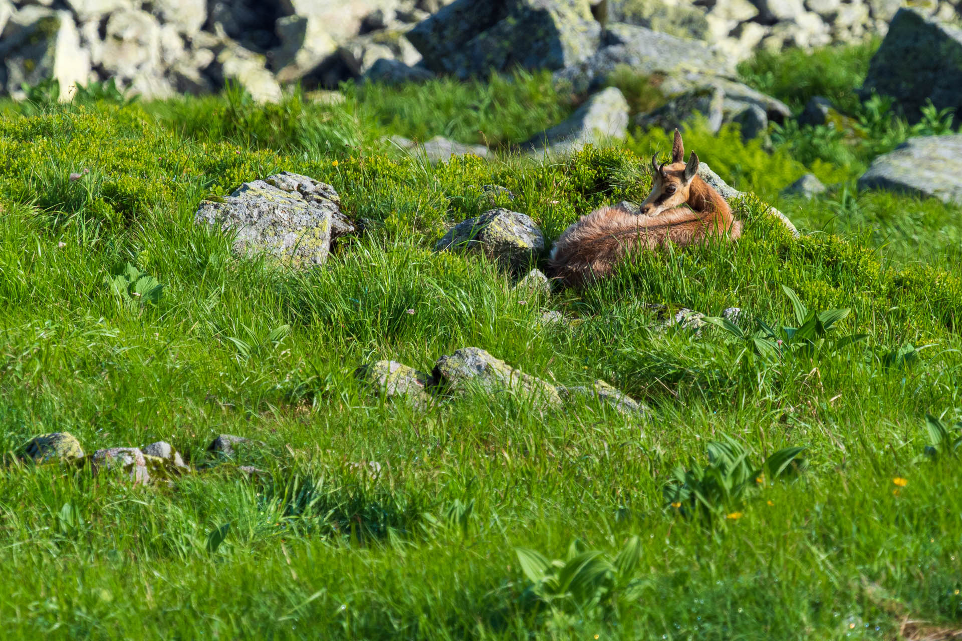 Chabenec z Jasnej pod Chopkom (Nízke Tatry)