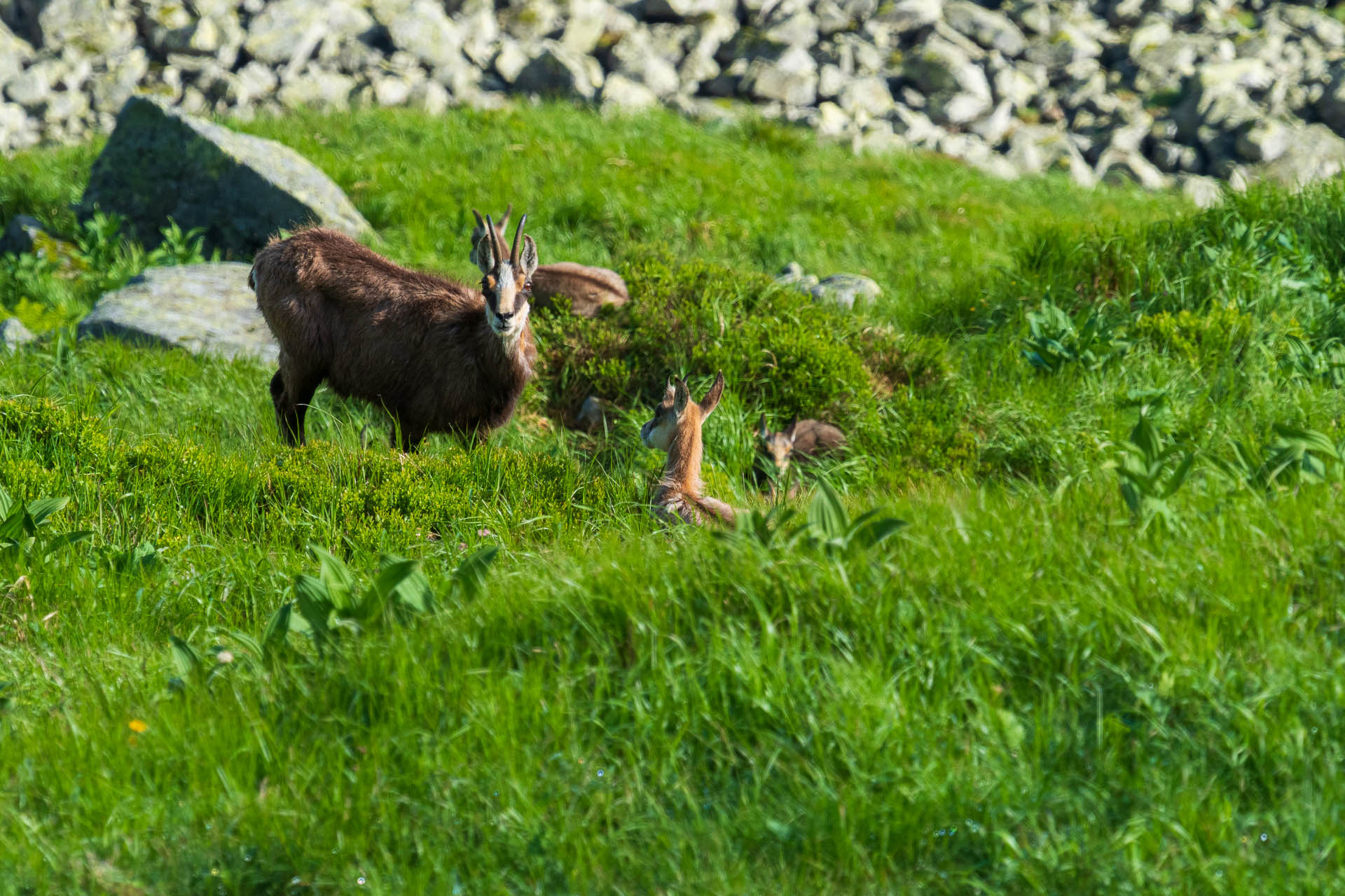 Chabenec z Jasnej pod Chopkom (Nízke Tatry)