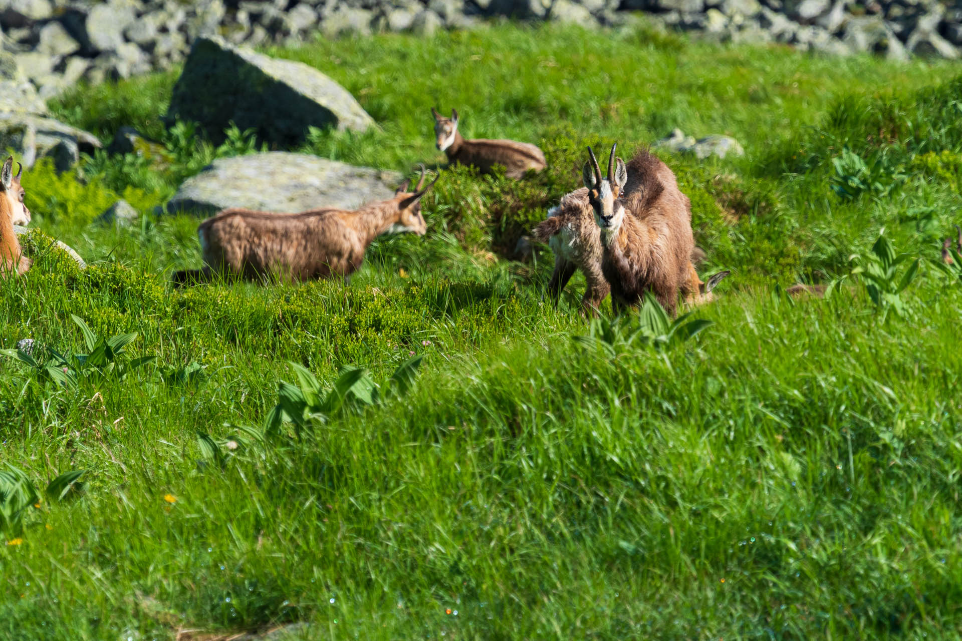 Chabenec z Jasnej pod Chopkom (Nízke Tatry)