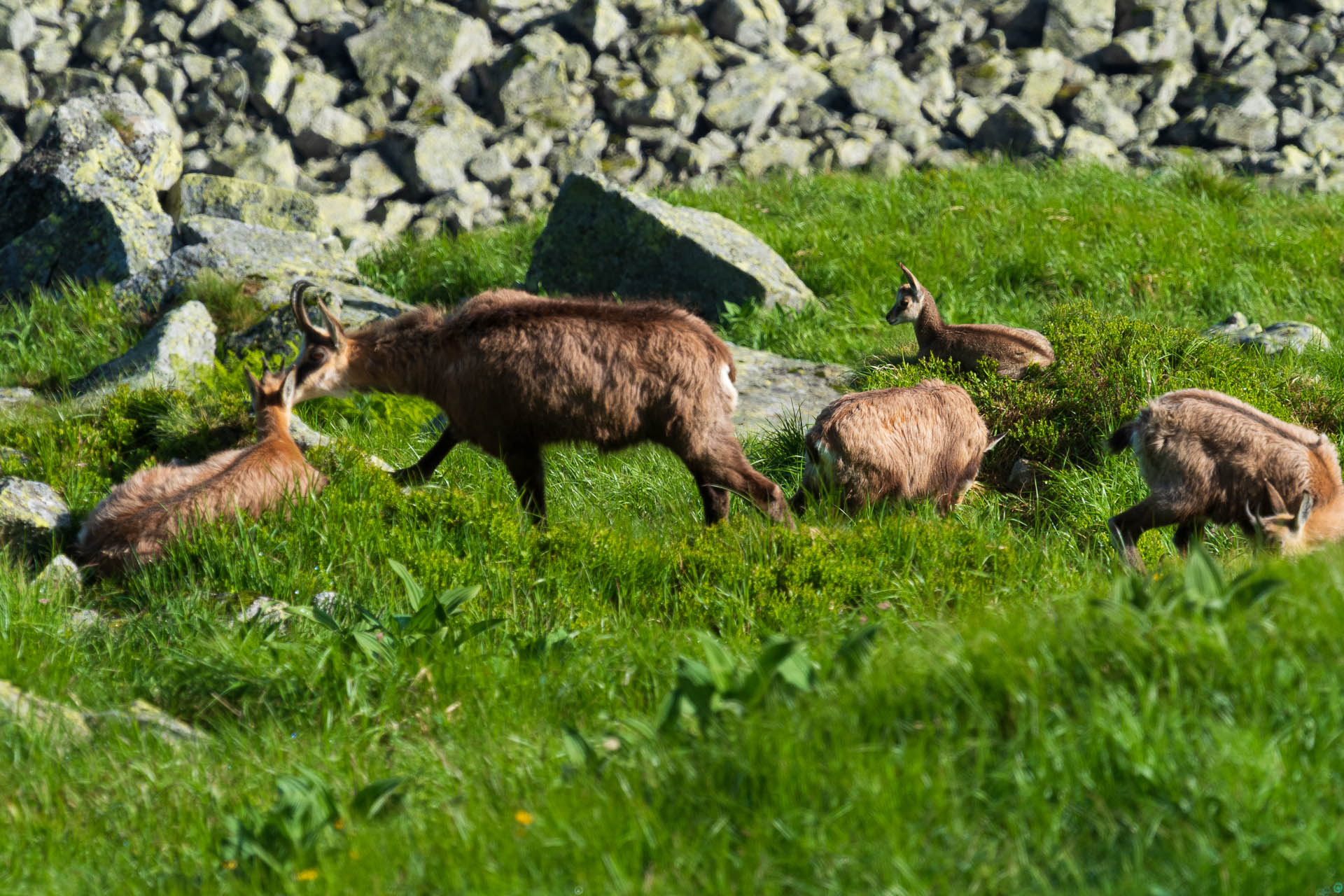 Chabenec z Jasnej pod Chopkom (Nízke Tatry)