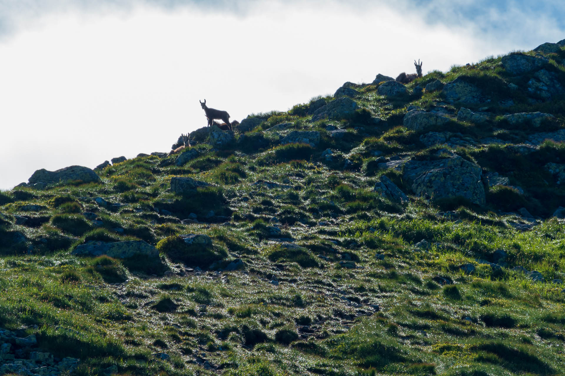 Chabenec z Jasnej pod Chopkom (Nízke Tatry)