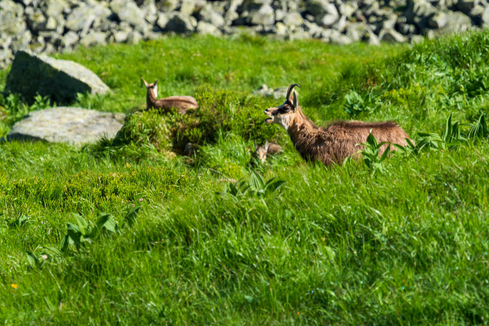 Chabenec z Jasnej pod Chopkom (Nízke Tatry)