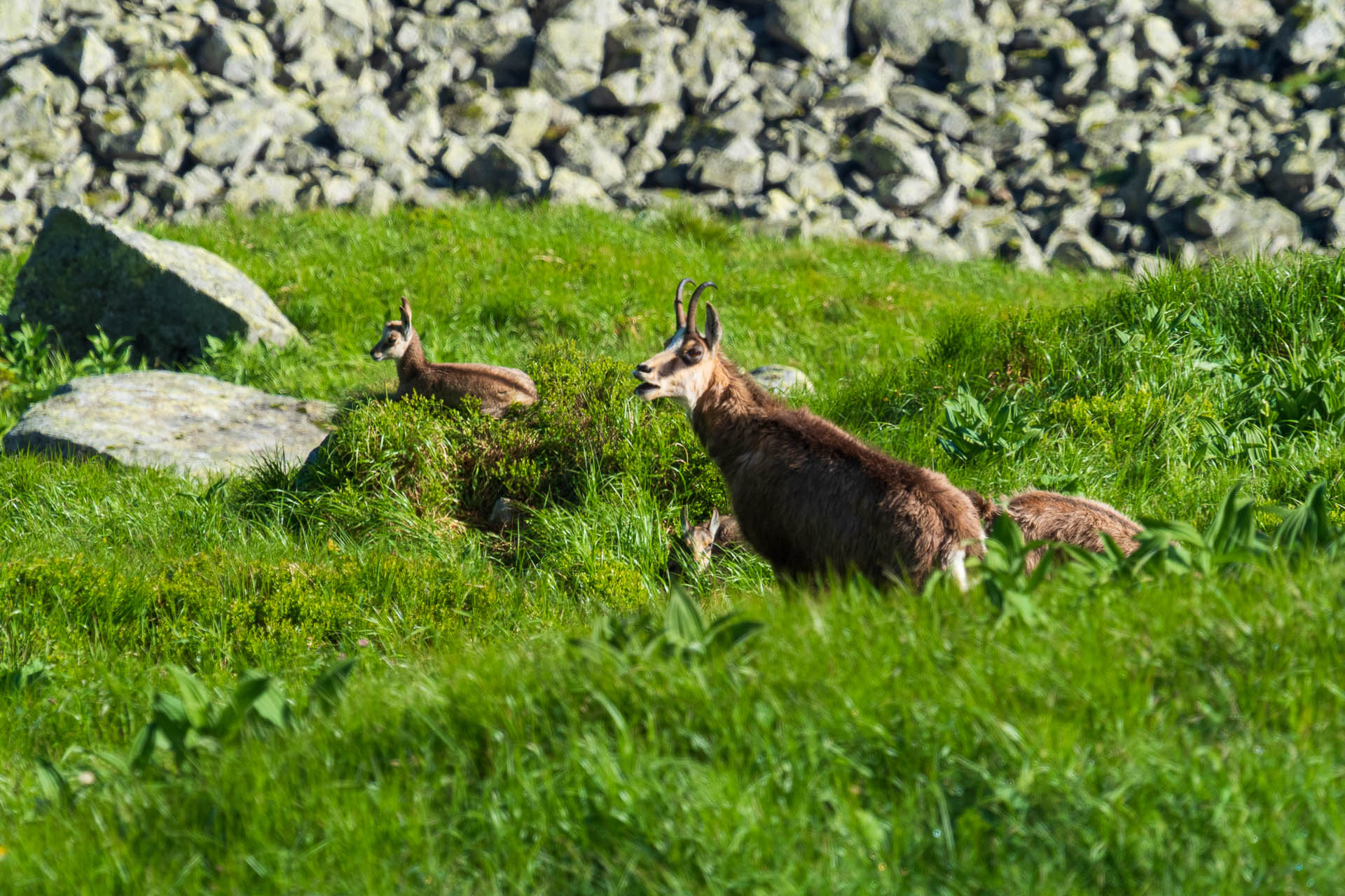 Chabenec z Jasnej pod Chopkom (Nízke Tatry)