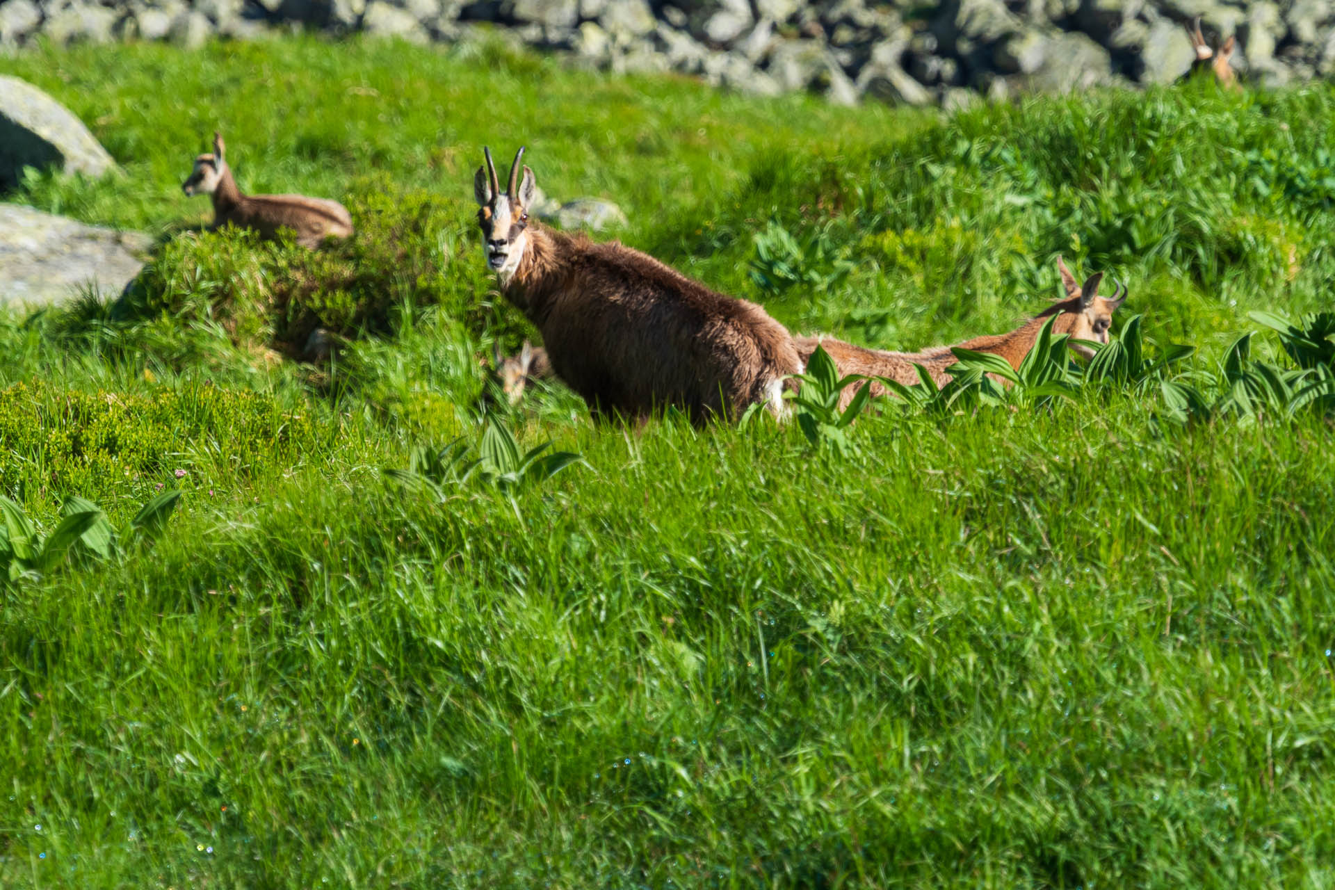 Chabenec z Jasnej pod Chopkom (Nízke Tatry)