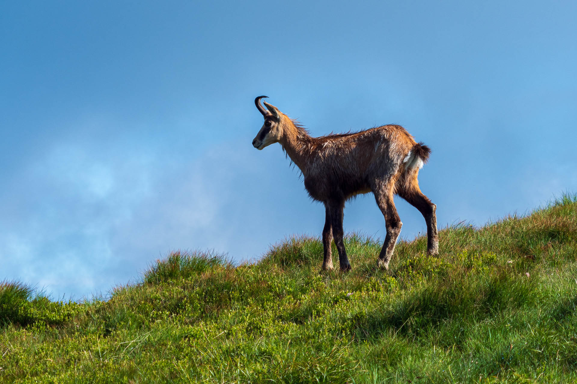 Chabenec z Jasnej pod Chopkom (Nízke Tatry)