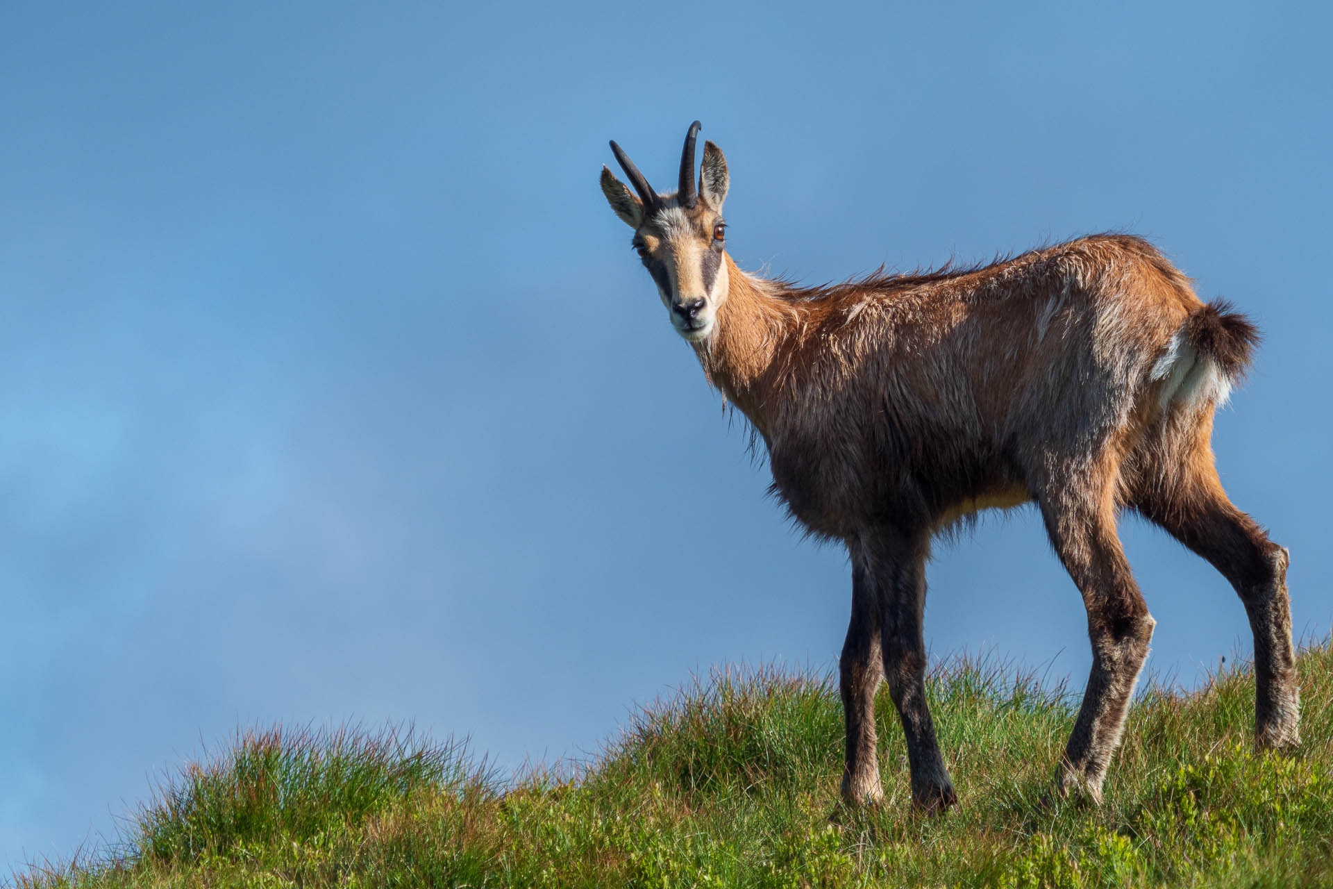 Chabenec z Jasnej pod Chopkom (Nízke Tatry)