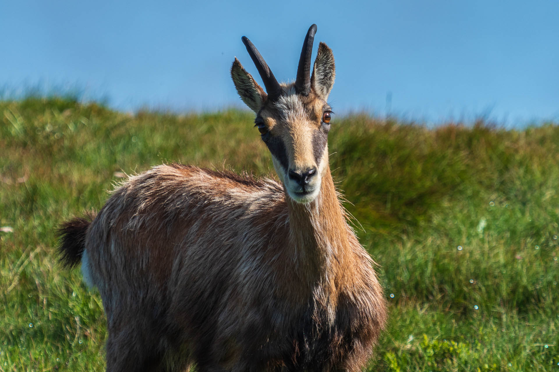 Chabenec z Jasnej pod Chopkom (Nízke Tatry)