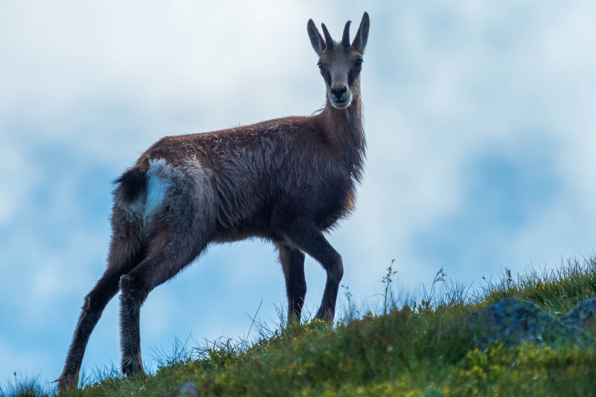 Chabenec z Jasnej pod Chopkom (Nízke Tatry)