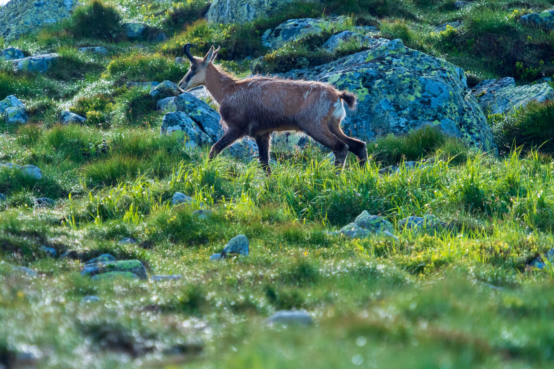 Chabenec z Jasnej pod Chopkom (Nízke Tatry)