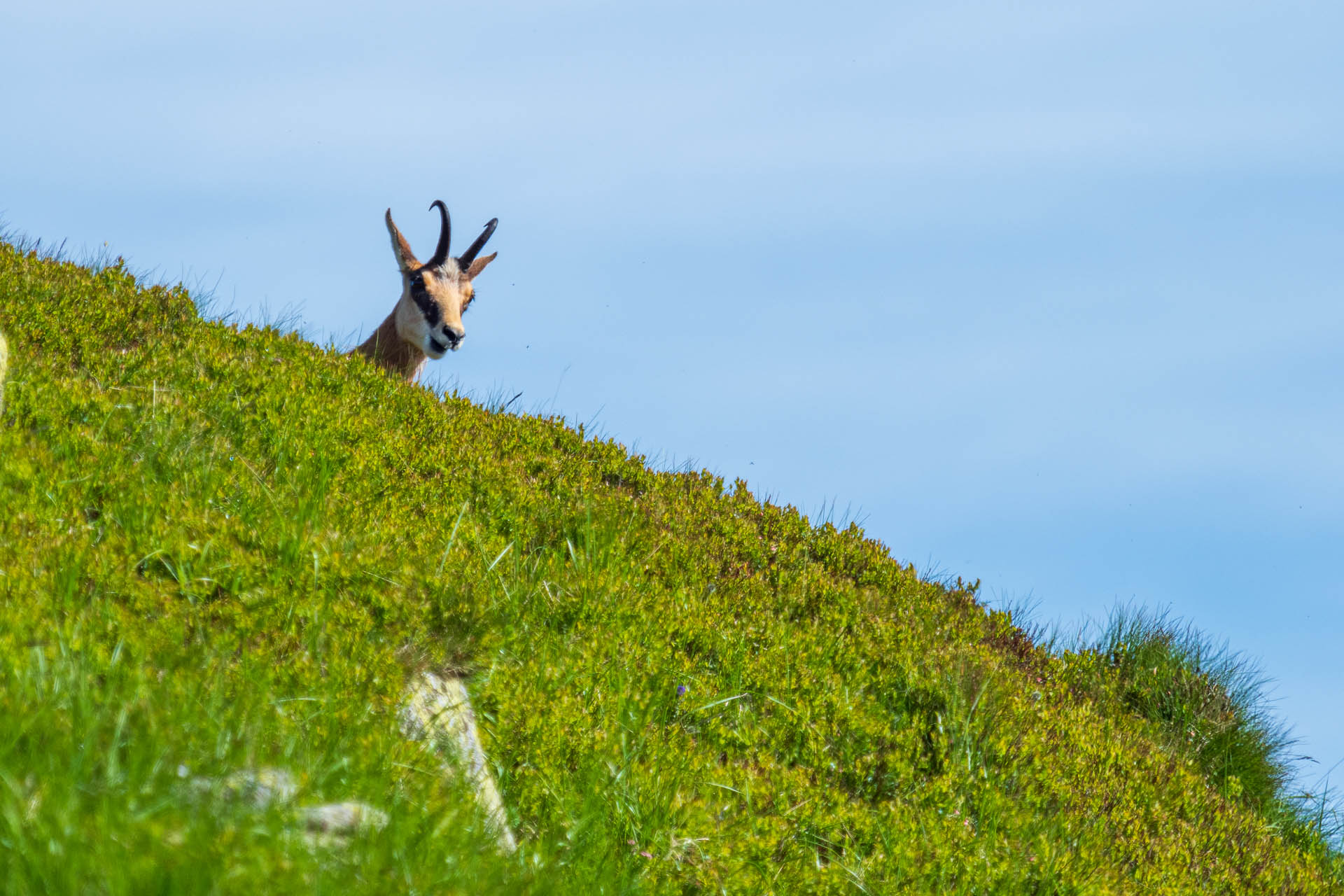 Chabenec z Jasnej pod Chopkom (Nízke Tatry)