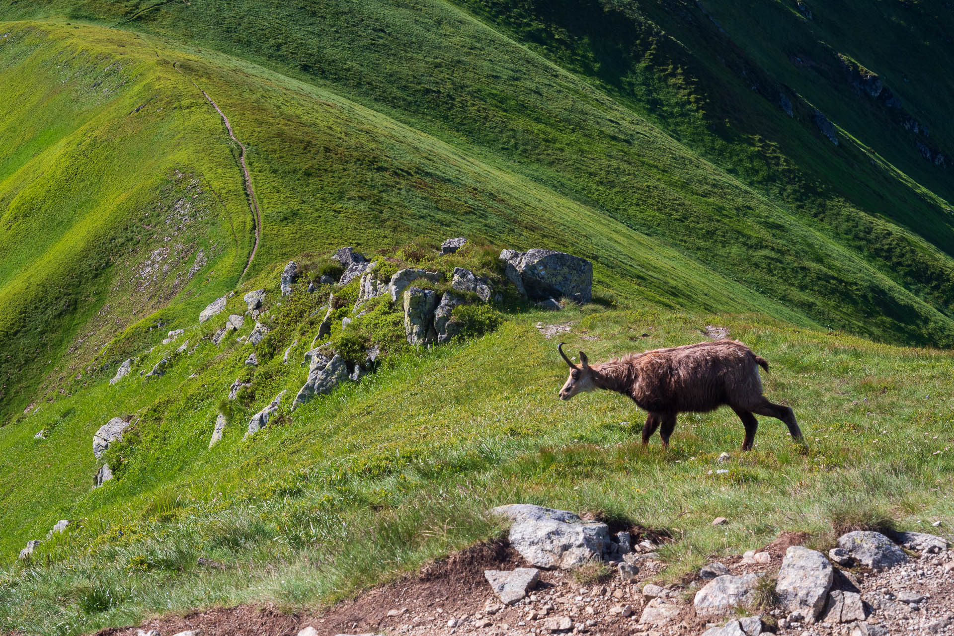 Chabenec z Jasnej pod Chopkom (Nízke Tatry)