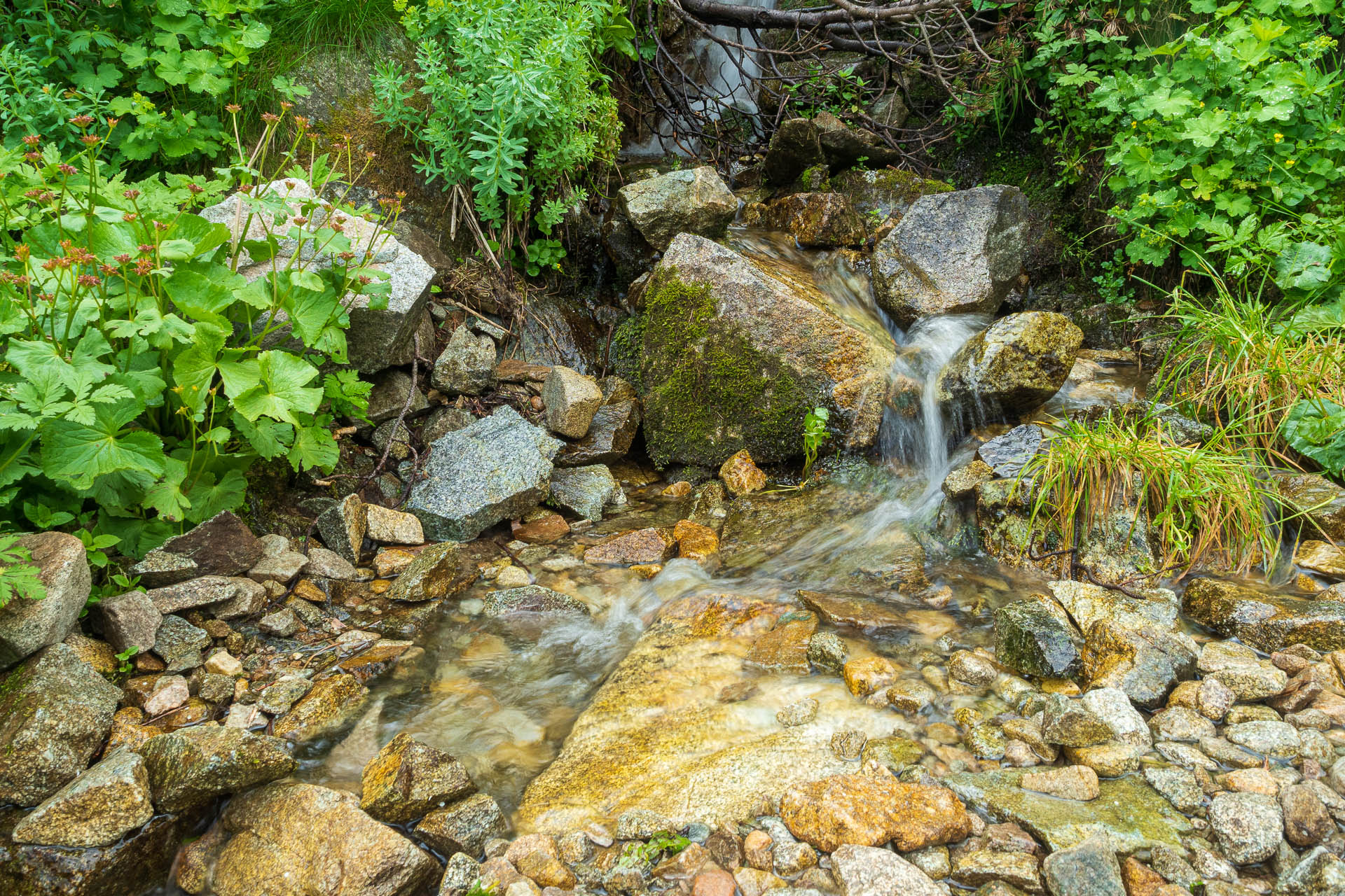 Chabenec z Jasnej pod Chopkom (Nízke Tatry)