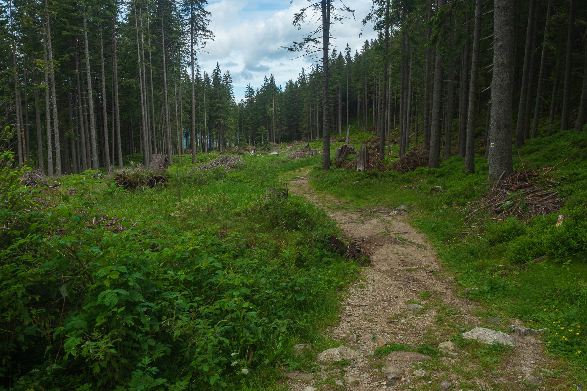 Chabenec z Jasnej pod Chopkom (Nízke Tatry)