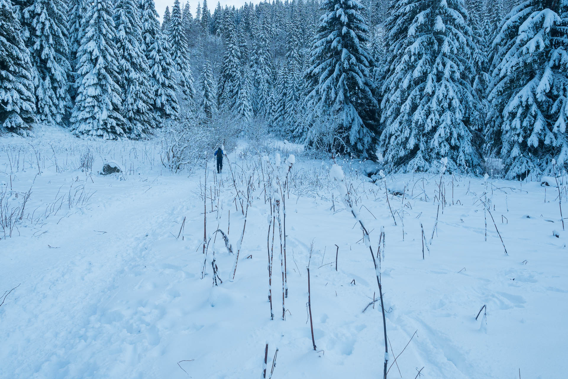 Ďumbier z Trangošky a Geminidy (Nízke Tatry)