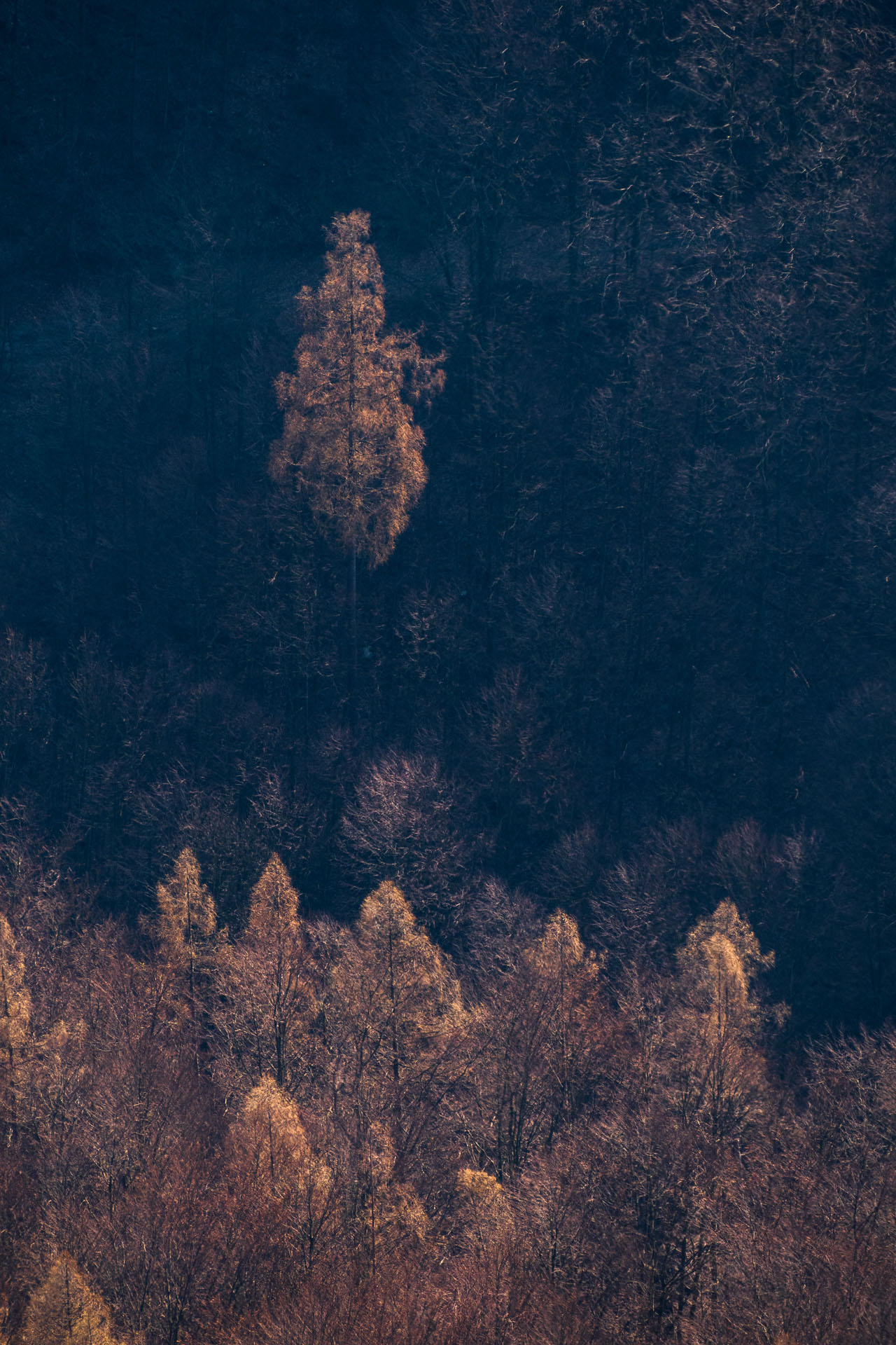 Folkmarská skala od Kamenného hŕbka, odpočívadla (Volovské vrchy)