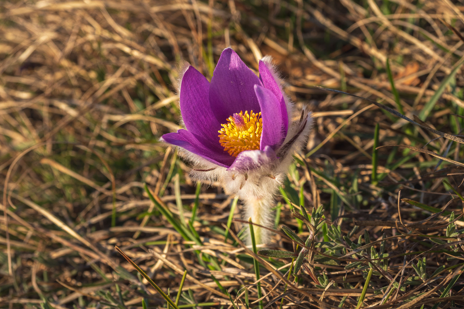 Folkmarská skala od Kamenného hŕbka, odpočívadla (Volovské vrchy)